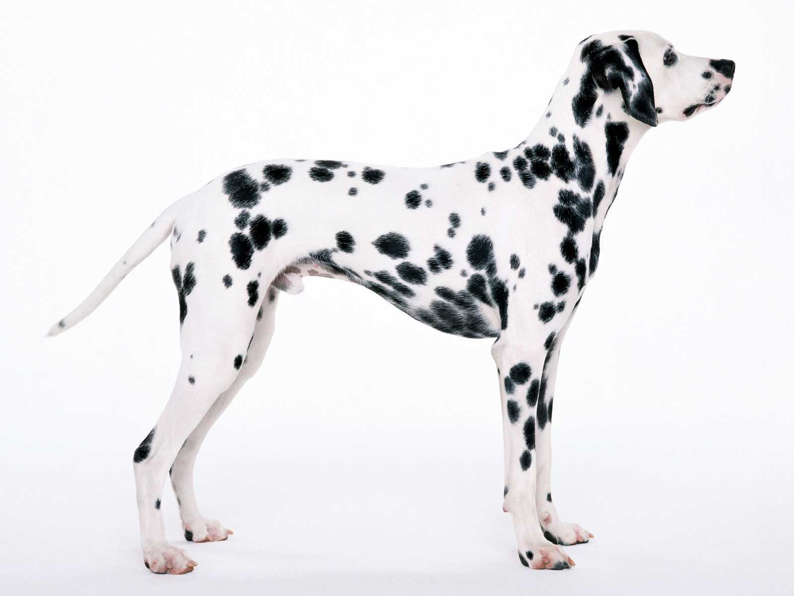 Free download wallpaper Dogs, Dog, Animal, Dalmatian on your PC desktop