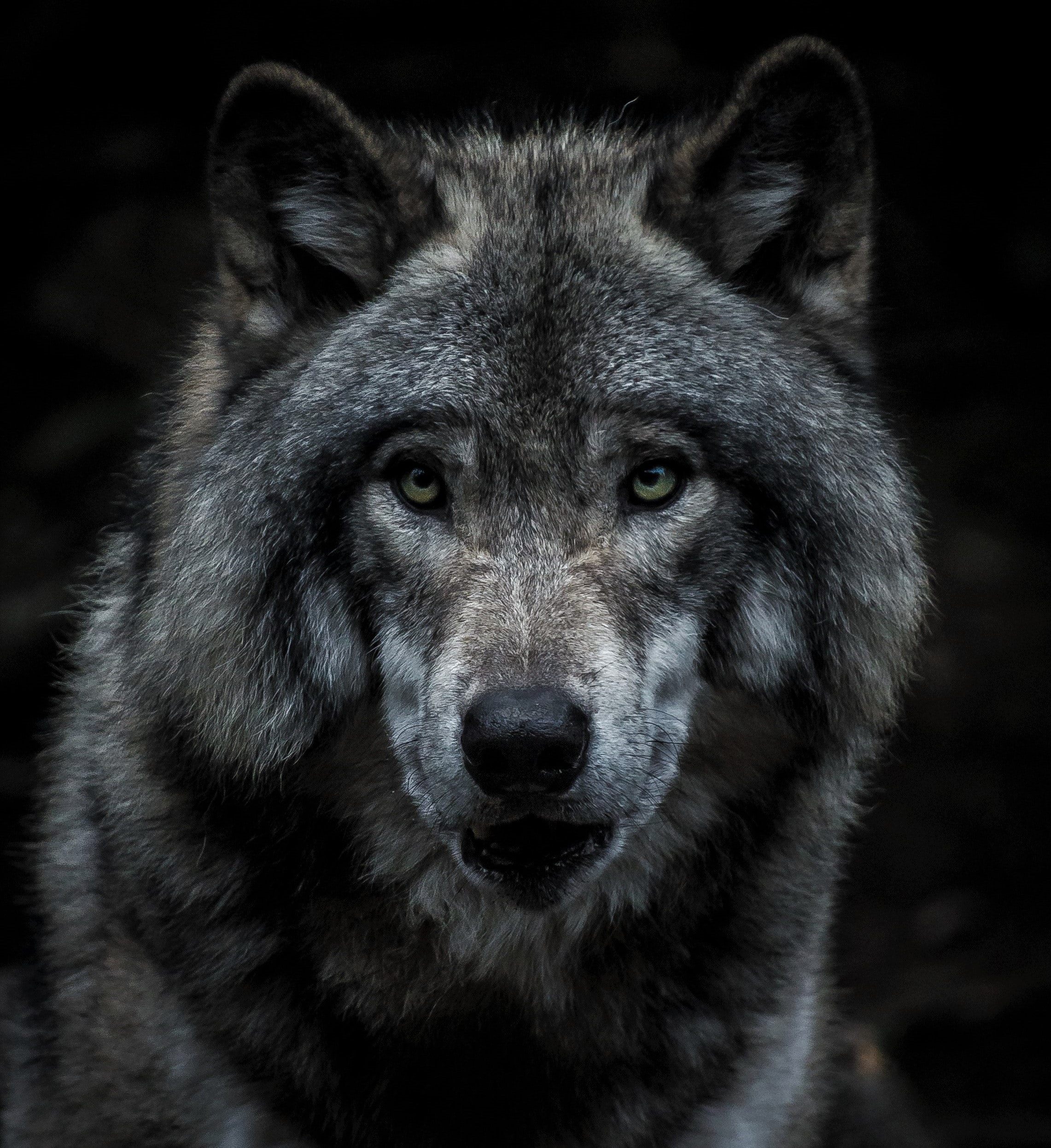 138147 télécharger l'image loup, animaux, gris, museau, muselière, prédateur - fonds d'écran et économiseurs d'écran gratuits