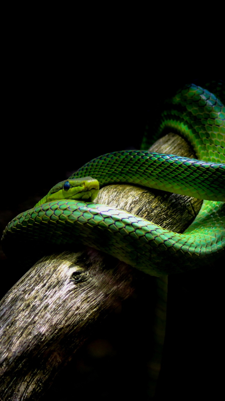 Descarga gratuita de fondo de pantalla para móvil de Animales, Reptil, Serpiente, Reptiles.