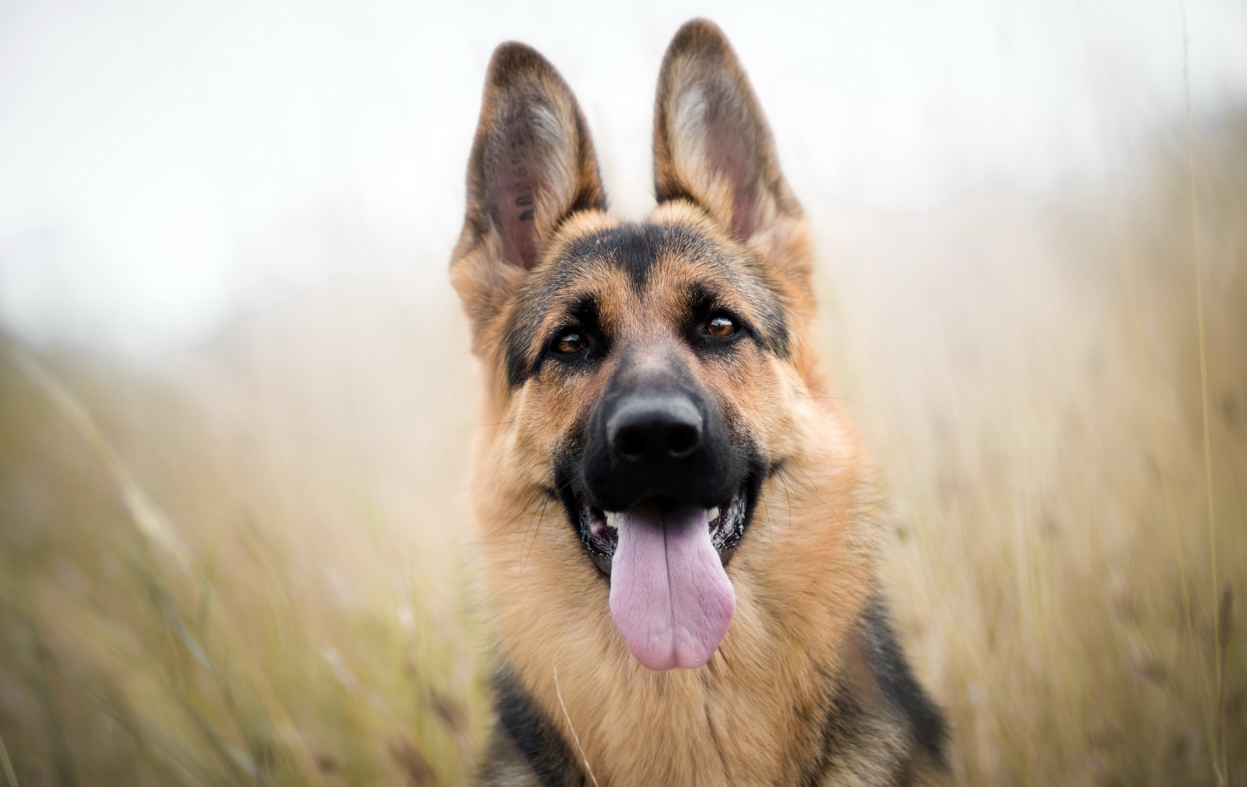 Download mobile wallpaper Dogs, Dog, Muzzle, Animal, German Shepherd, Stare for free.