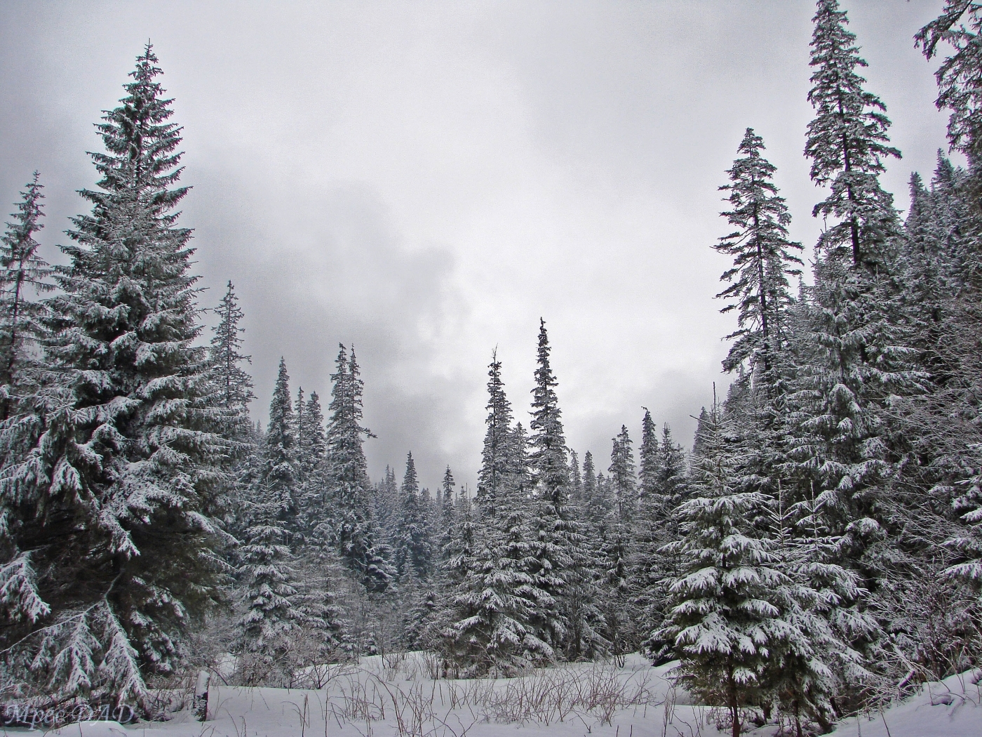 fir trees, landscape, winter, trees, snow, gray HD wallpaper