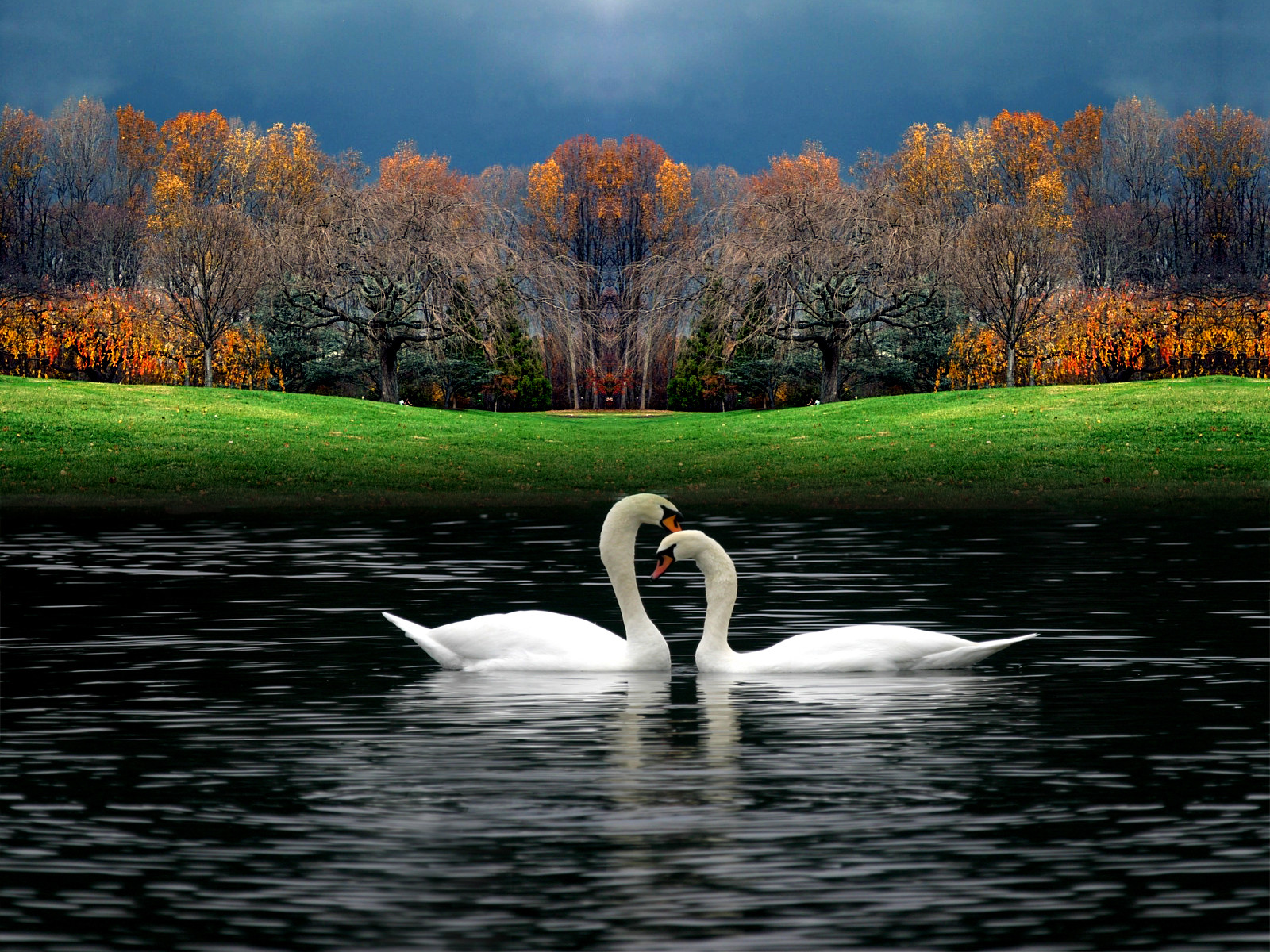 Laden Sie das Tiere, Vögel, Herbst, Vogel, Schwan, Teich, Höckerschwan-Bild kostenlos auf Ihren PC-Desktop herunter