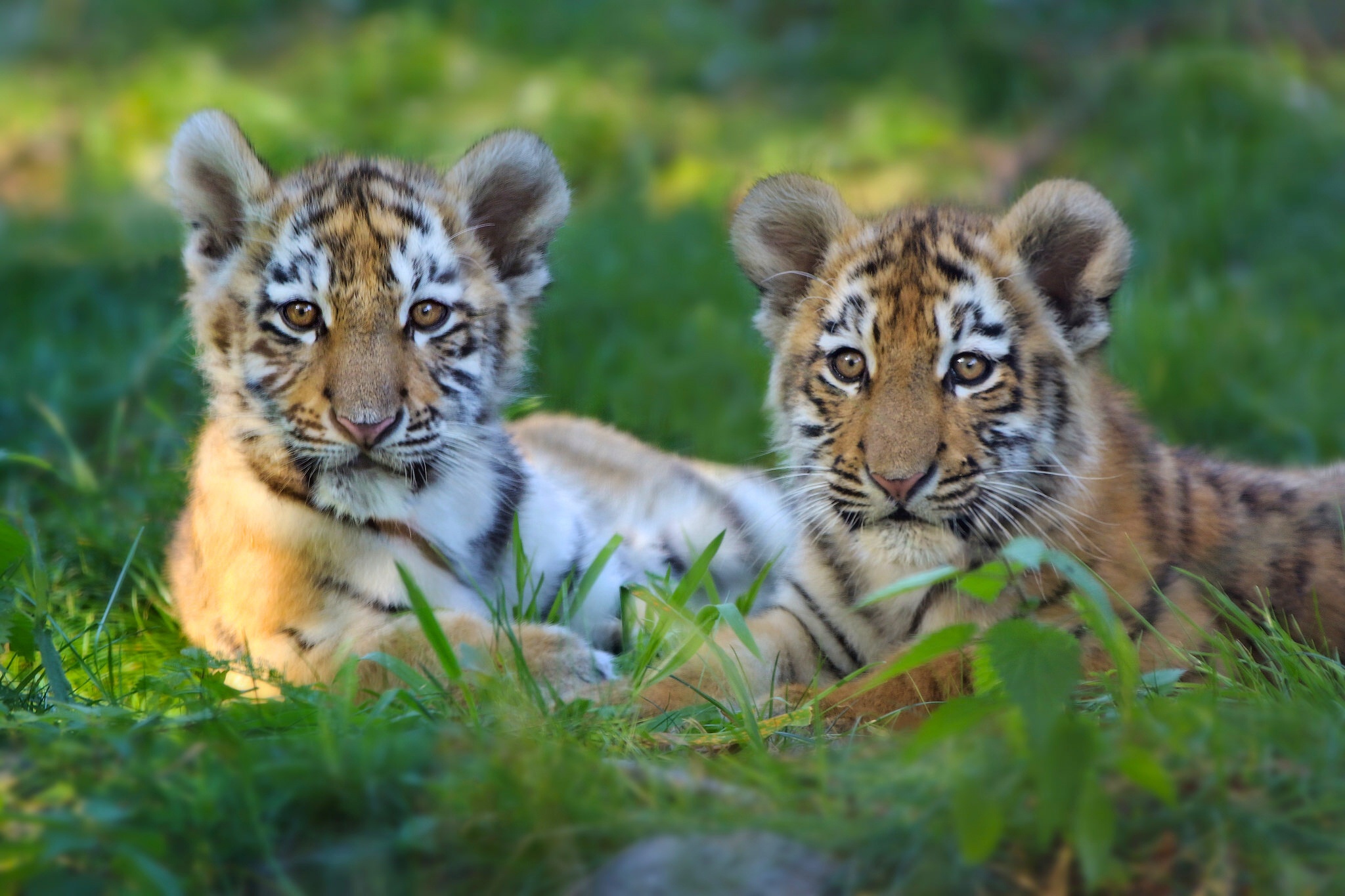 Téléchargez des papiers peints mobile Animaux, Chats, Tigre, Lionceau, Bébé Animal gratuitement.
