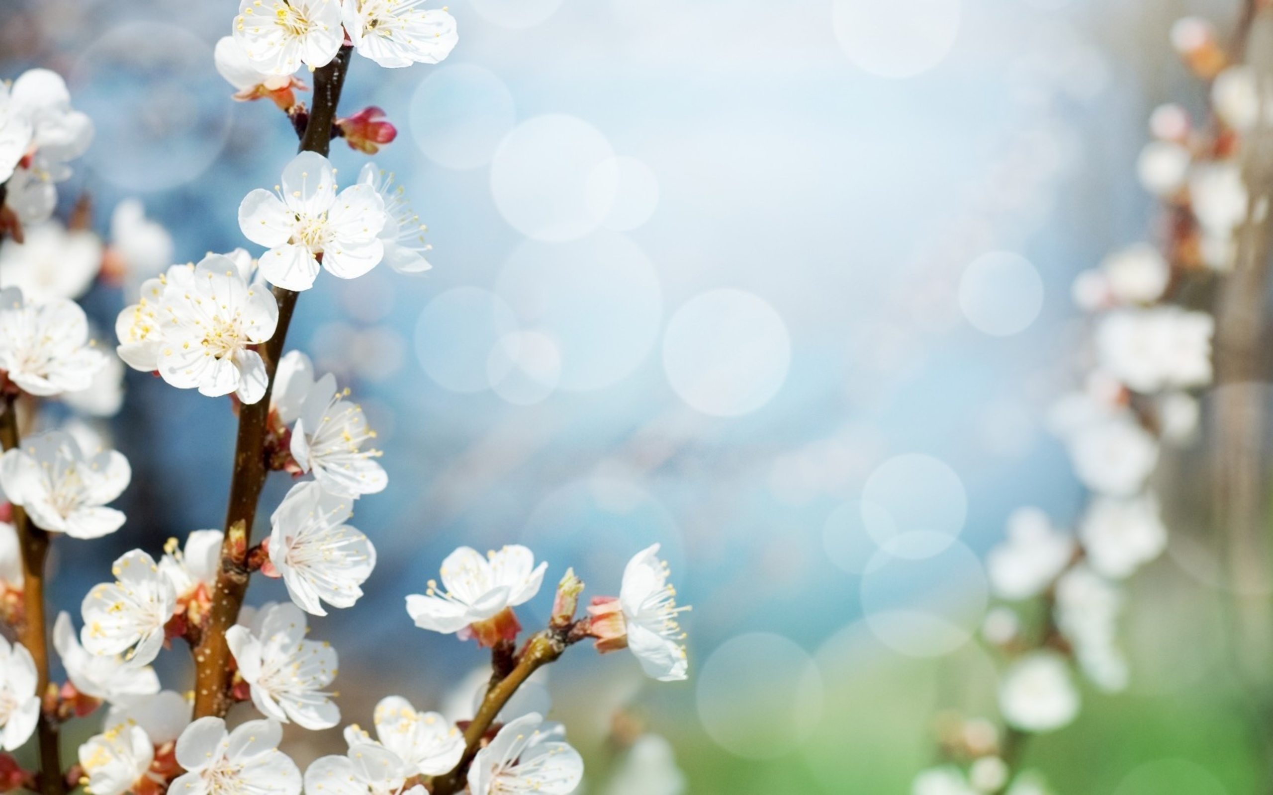 Téléchargez gratuitement l'image Floraison, Fleurs, Terre/nature sur le bureau de votre PC