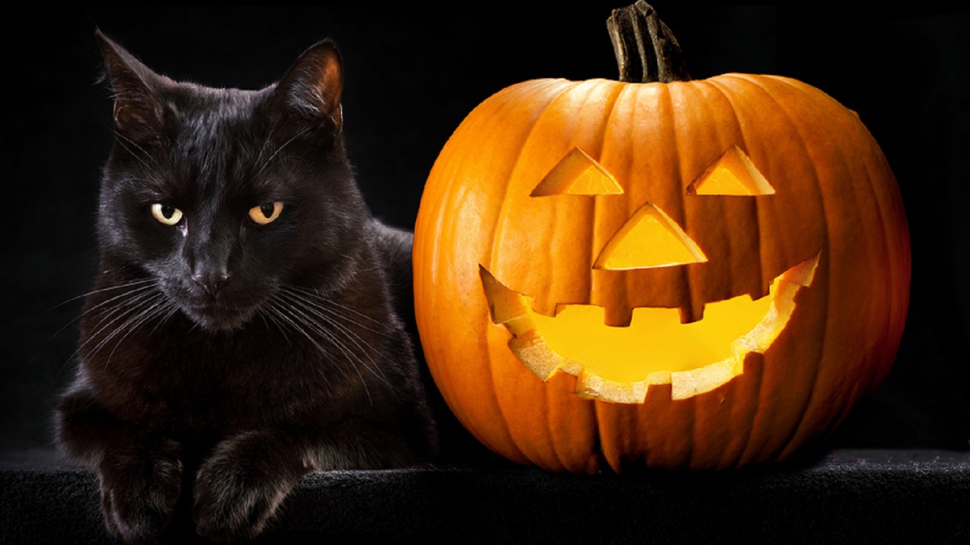 Handy-Wallpaper Kürbis, Halloween, Katze, Katzen, Tiere kostenlos herunterladen.