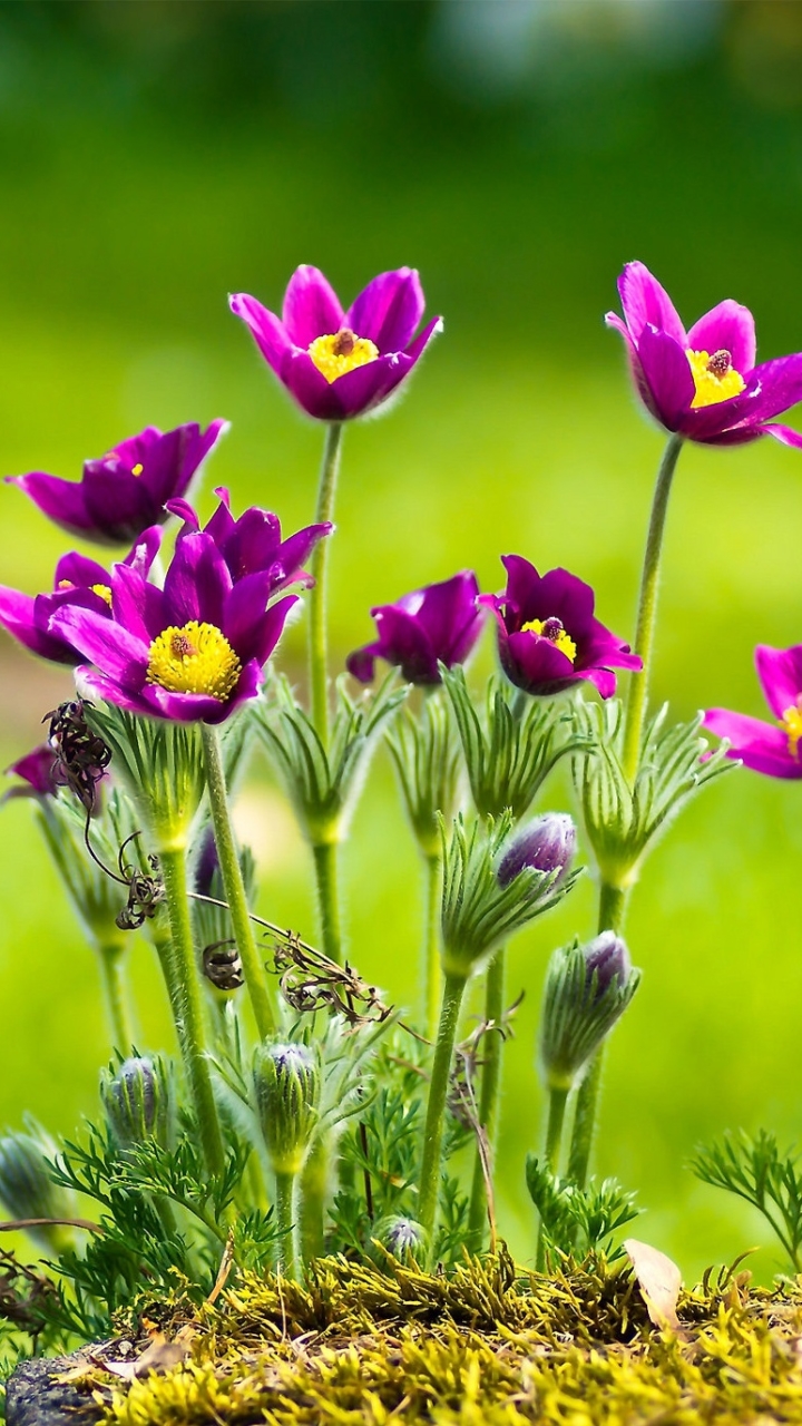 Descarga gratuita de fondo de pantalla para móvil de Naturaleza, Flores, Flor, Flor Purpura, Tierra/naturaleza.