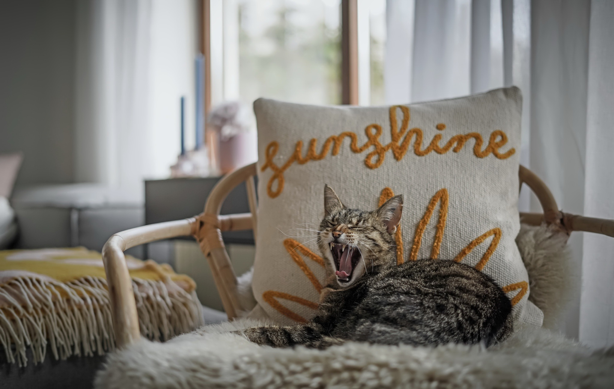 Baixe gratuitamente a imagem Animais, Gatos, Gato na área de trabalho do seu PC