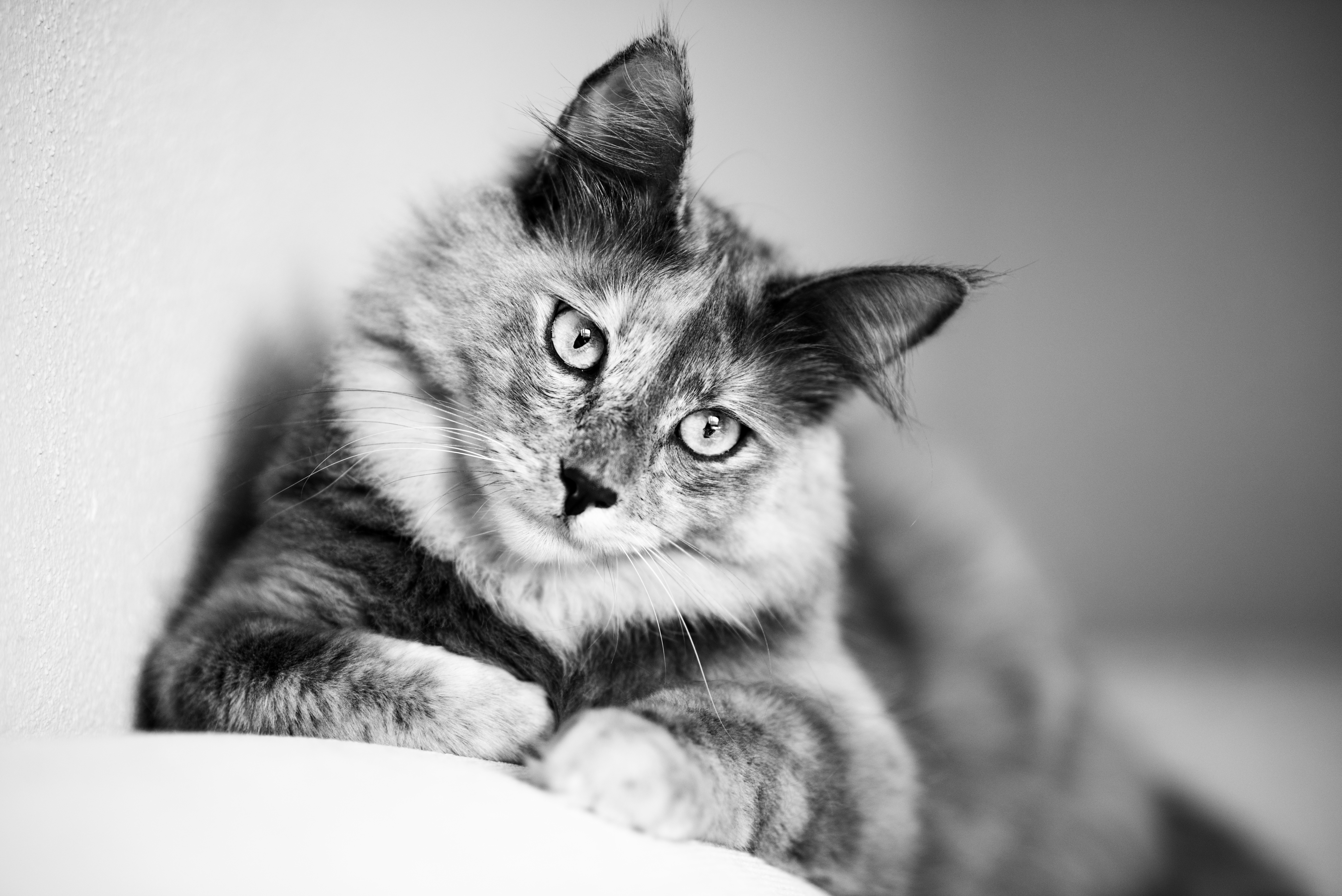 Download mobile wallpaper Cats, Cat, Animal, Black & White for free.