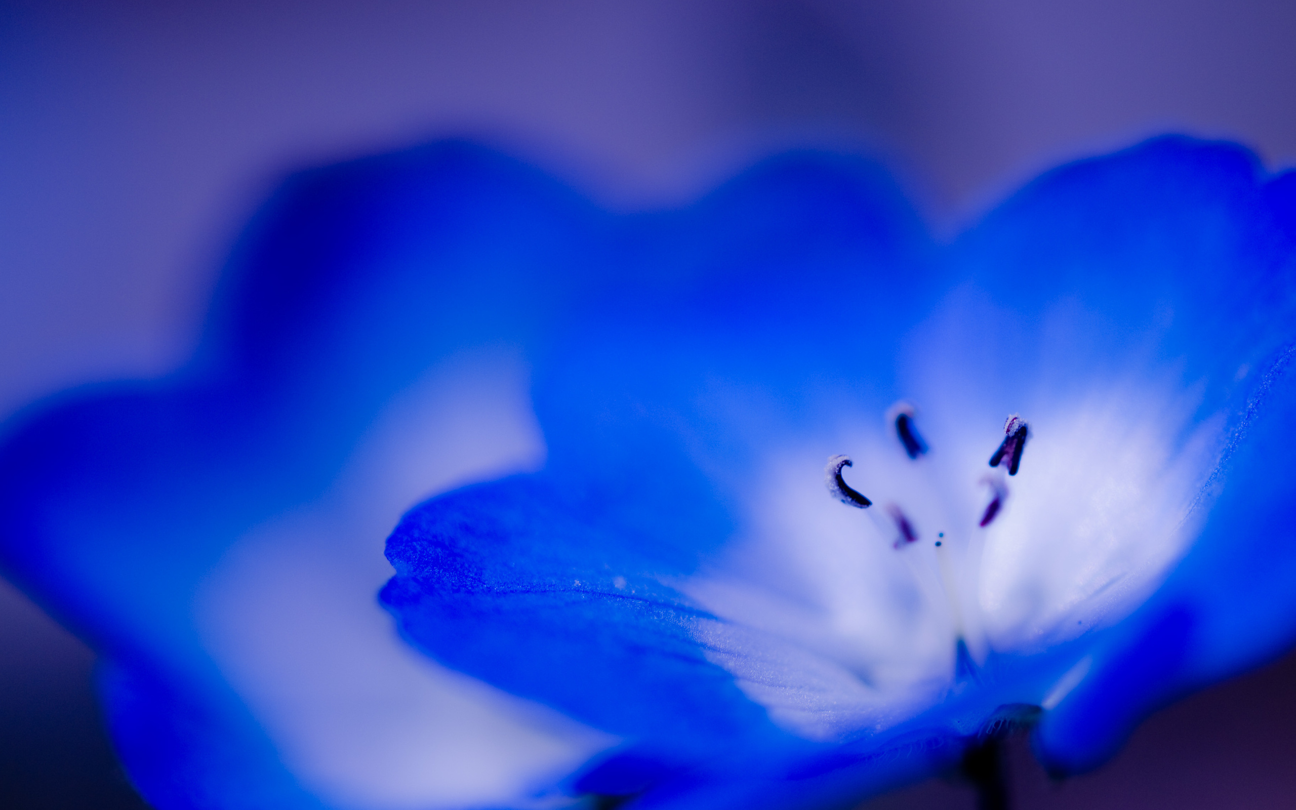 Descarga gratuita de fondo de pantalla para móvil de Flores, Flor, Tierra/naturaleza.