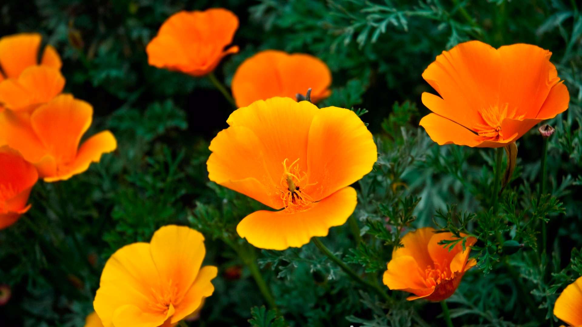 Téléchargez gratuitement l'image Fleur, Terre/nature sur le bureau de votre PC