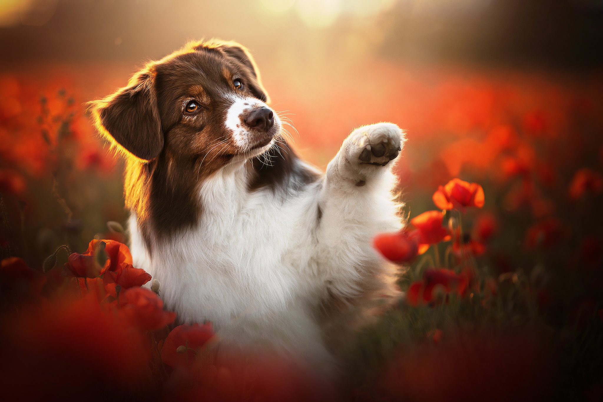 Handy-Wallpaper Tiere, Hunde, Mohn, Hund, Rote Blume kostenlos herunterladen.