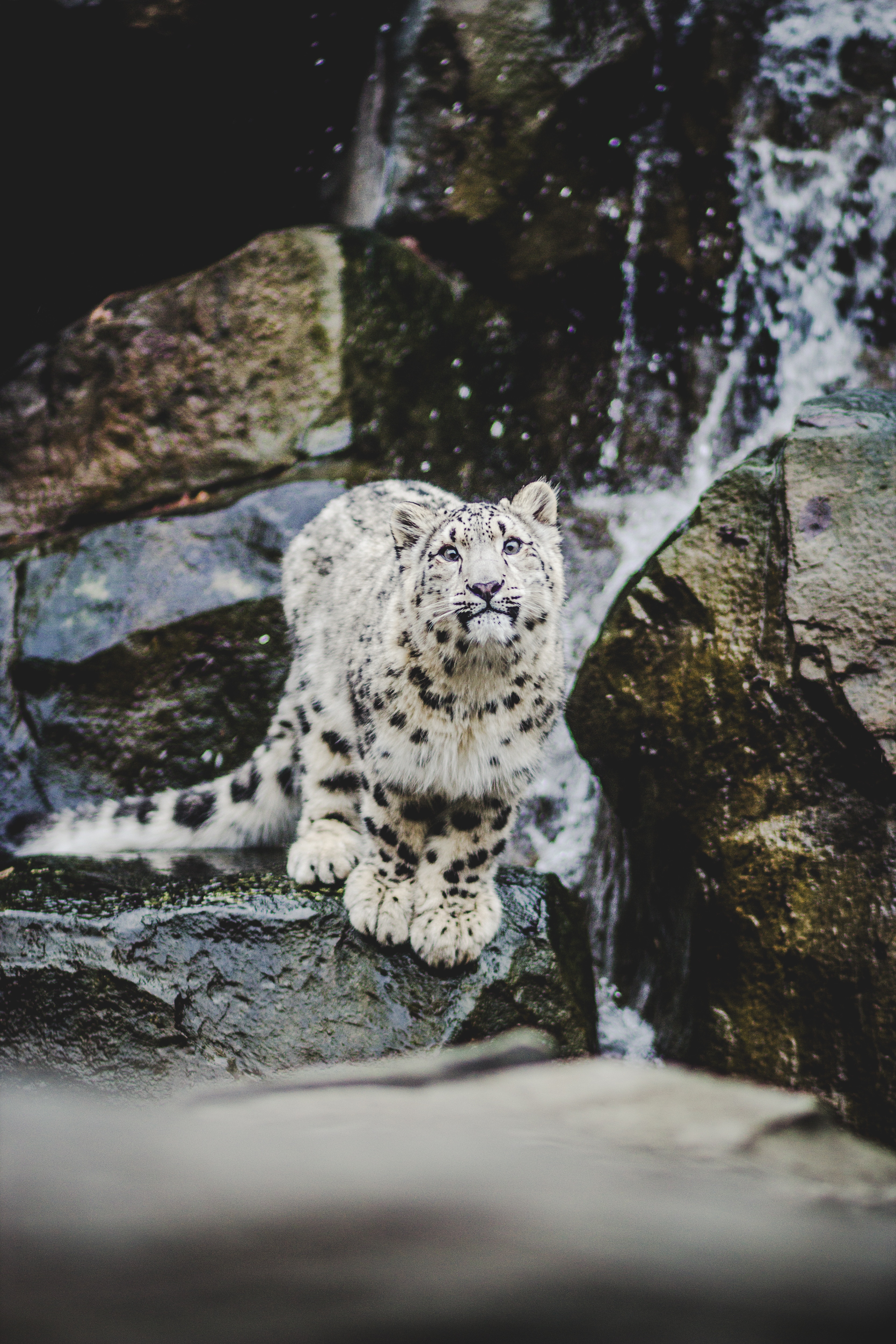 snow leopard, emotions, funny, animals, big cat HD wallpaper
