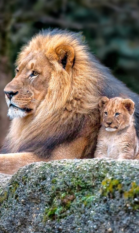 Téléchargez des papiers peints mobile Animaux, Chats, Lion, Lionceau, Bébé Animal gratuitement.