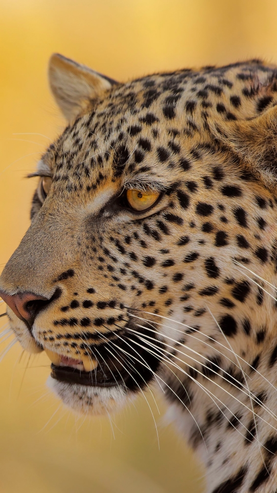 Descarga gratuita de fondo de pantalla para móvil de Animales, Gatos, Leopardo.