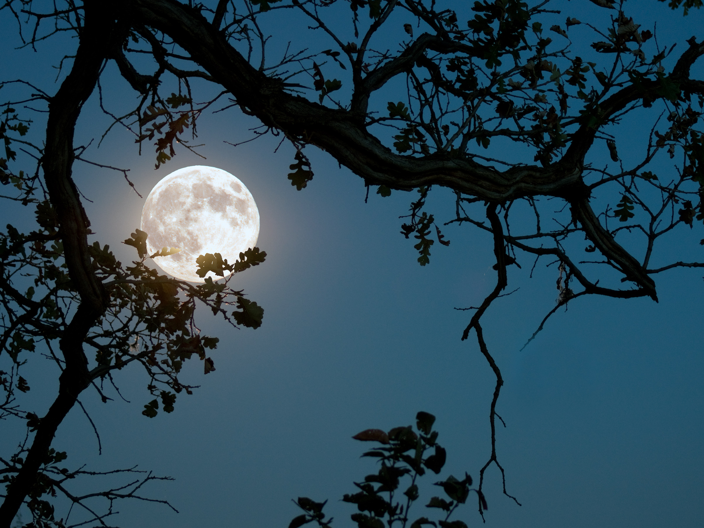 Скачать картинку Ночь, Луна, Силуэт, Дерево, Ветка, Земля/природа в телефон бесплатно.
