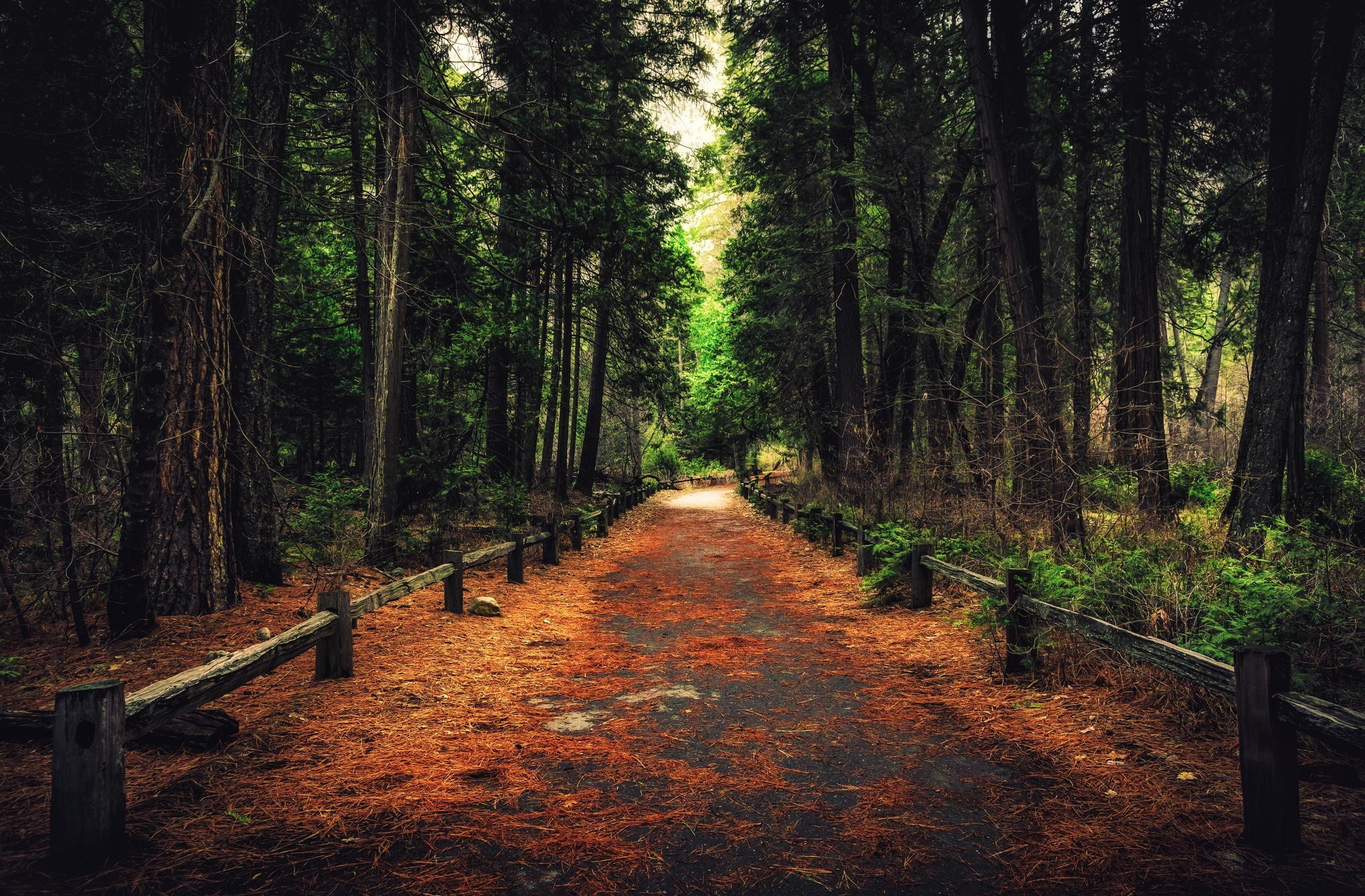 earth, path, alley, fall, forest, pine