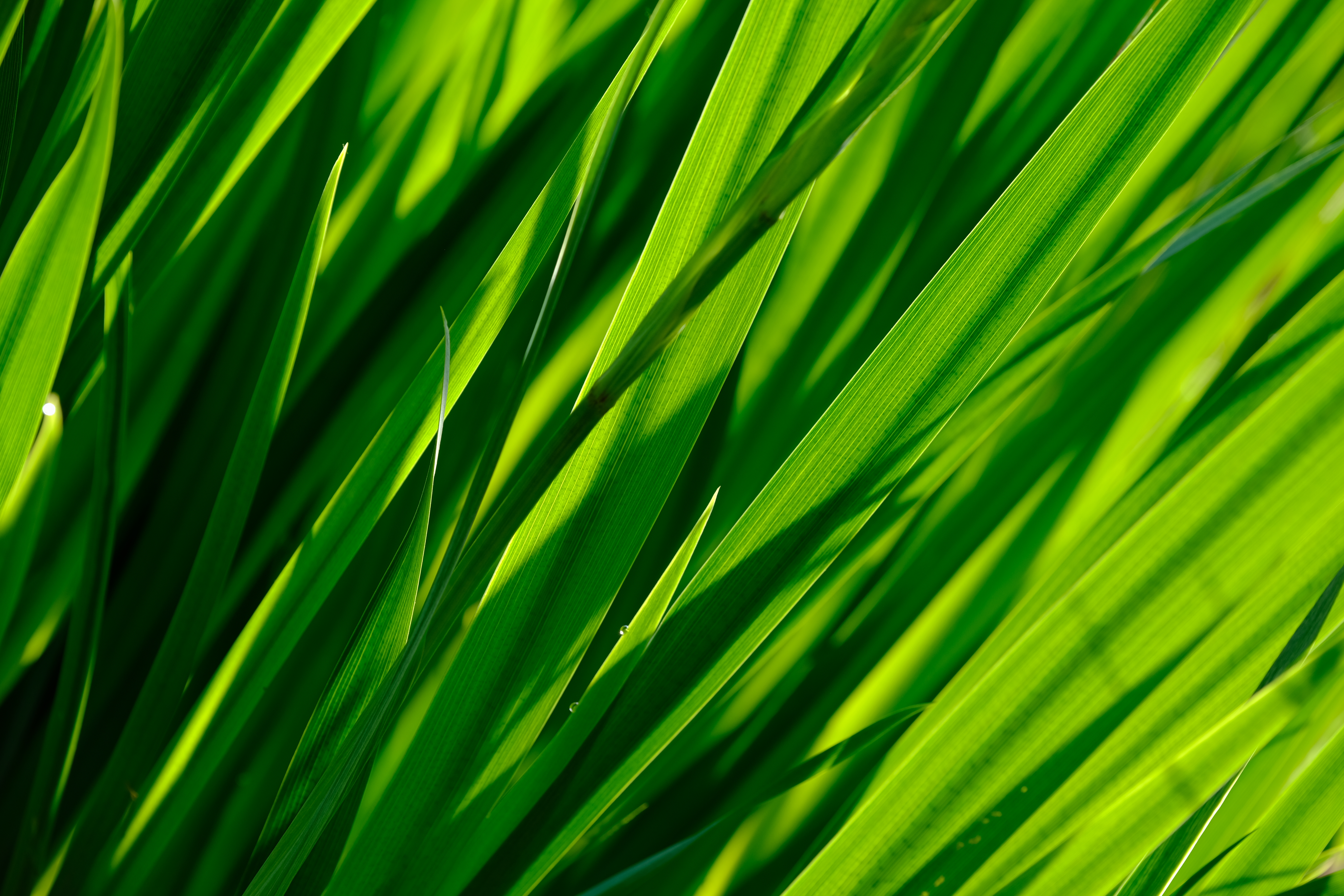 Download mobile wallpaper Grass, Close Up, Macro, Leaves for free.