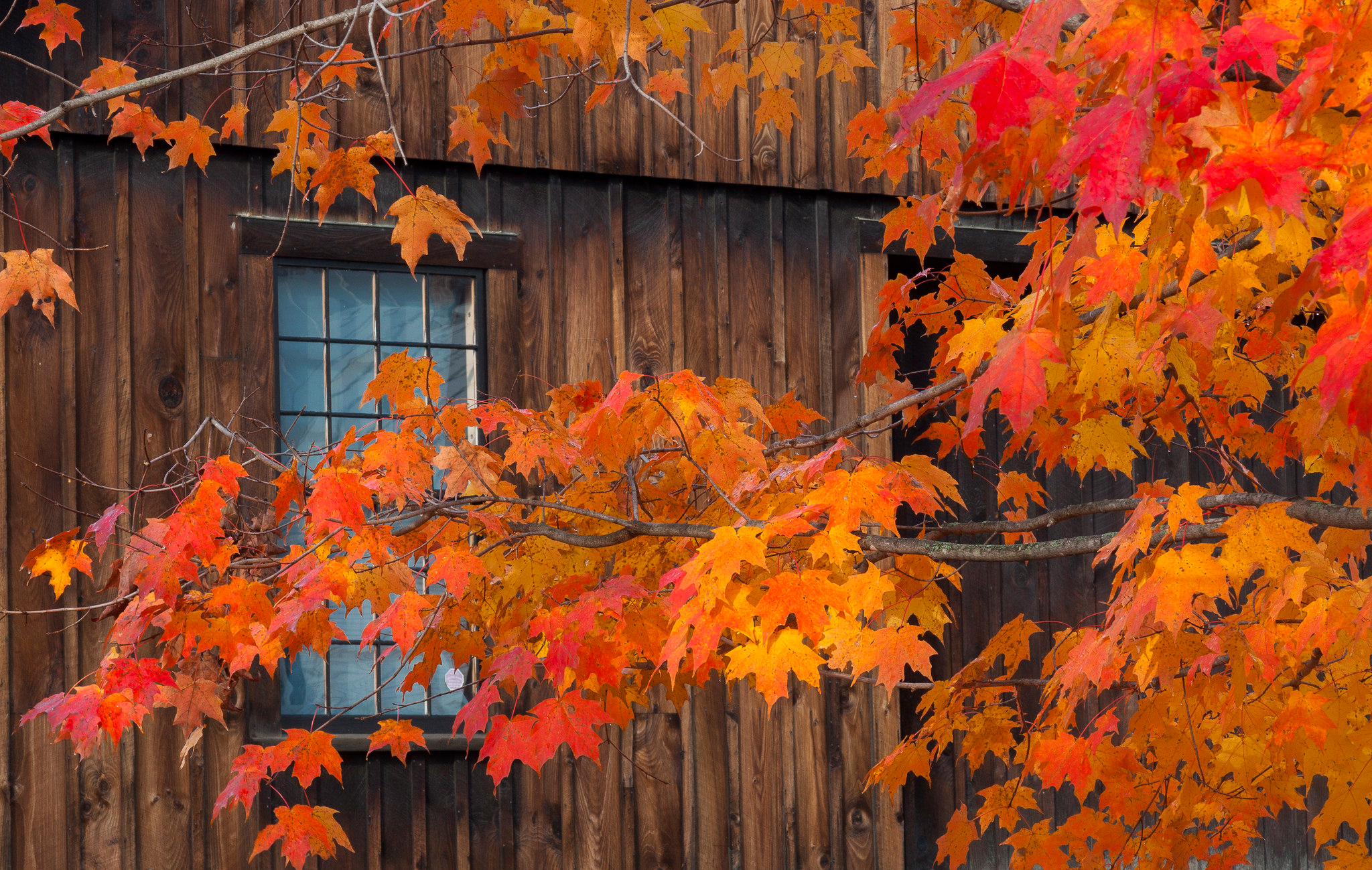PCデスクトップに秋, 葉, ブランチ, 写真撮影, メープル リーフ画像を無料でダウンロード