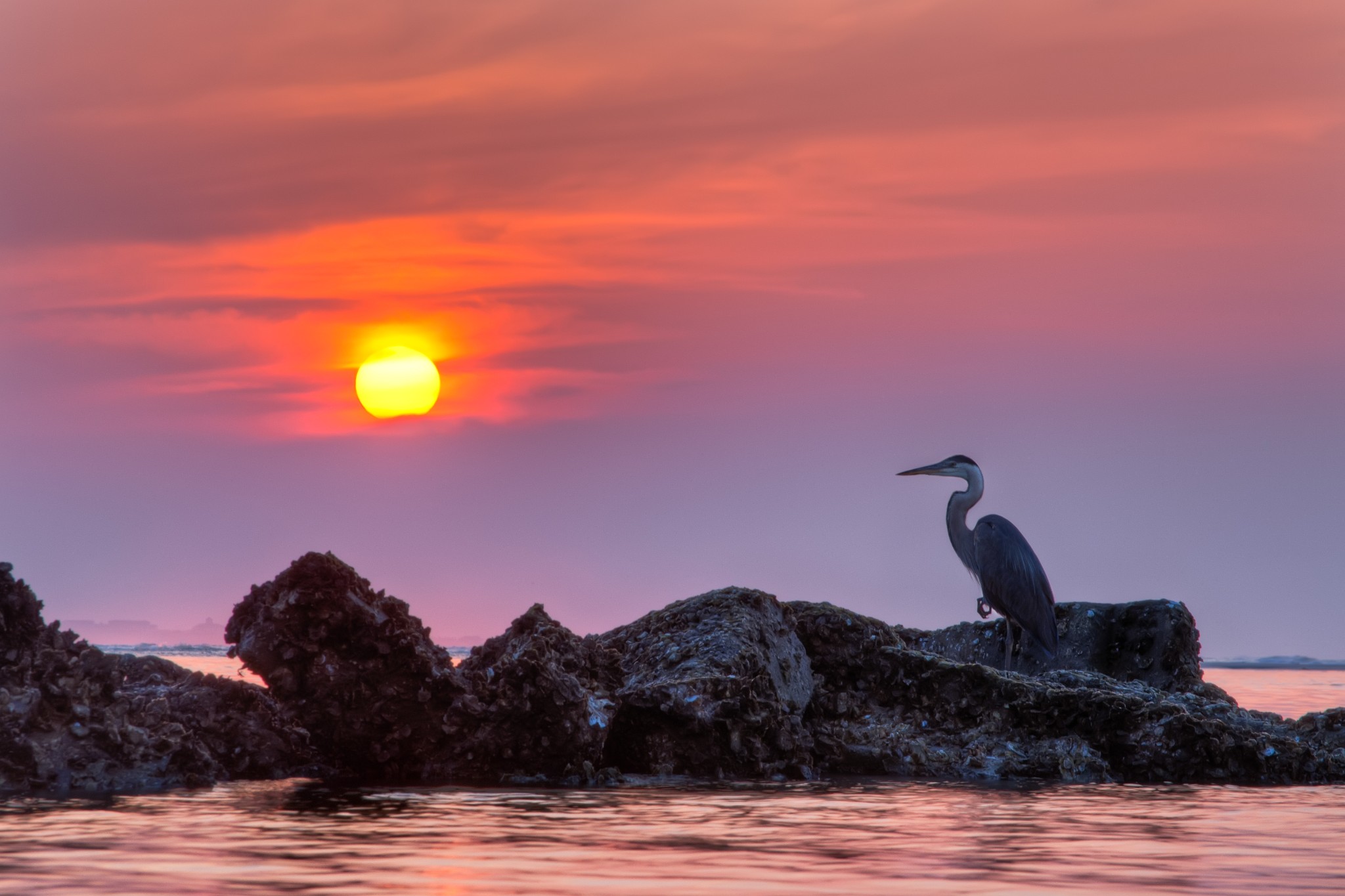 heron, animal, great blue heron, bird, ocean, sea, sunset, birds