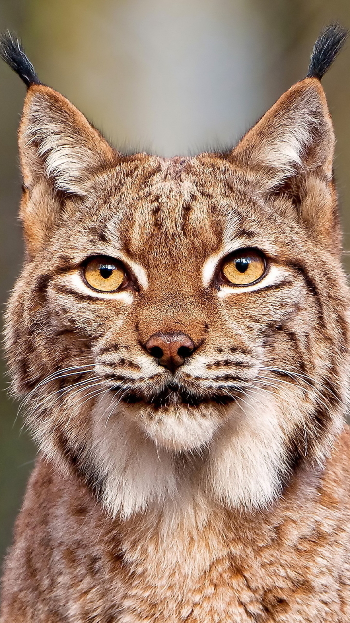 Descarga gratuita de fondo de pantalla para móvil de Animales, Gatos, Lince.