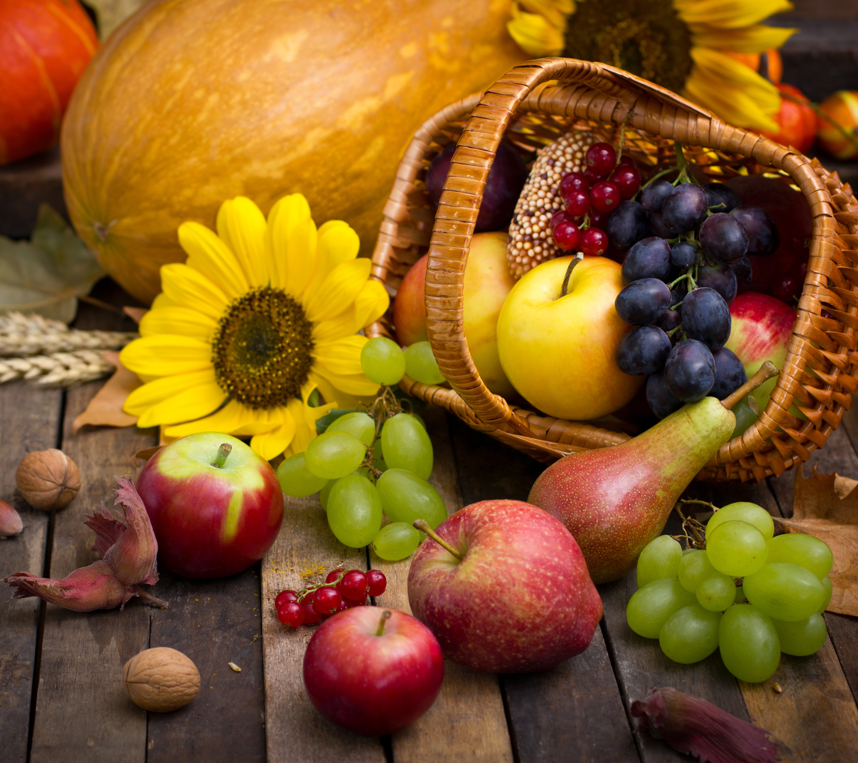 food, still life, pear, fall, sunflower, harvest, apple, grapes