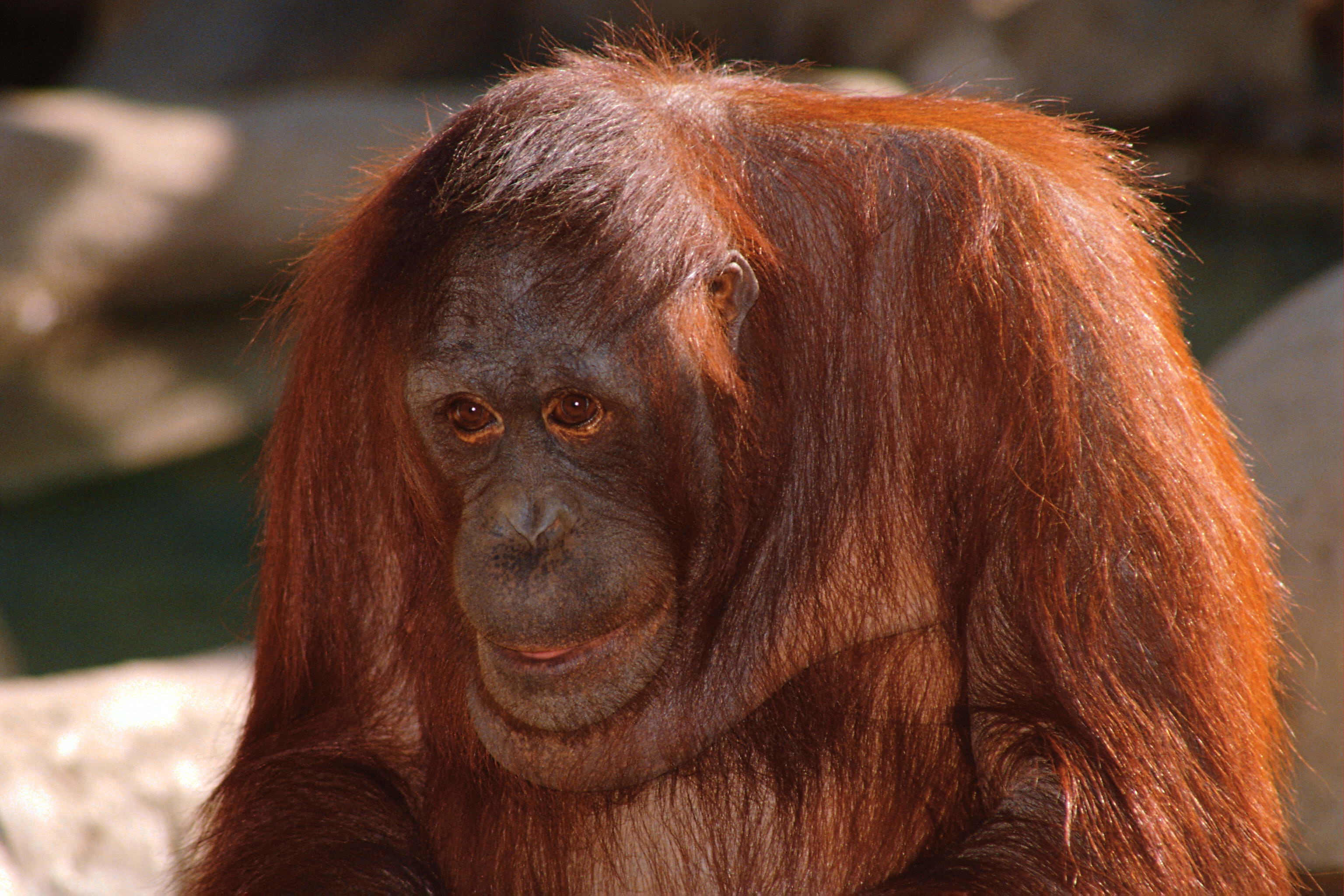 Download mobile wallpaper Orangutan, Monkeys, Animal for free.