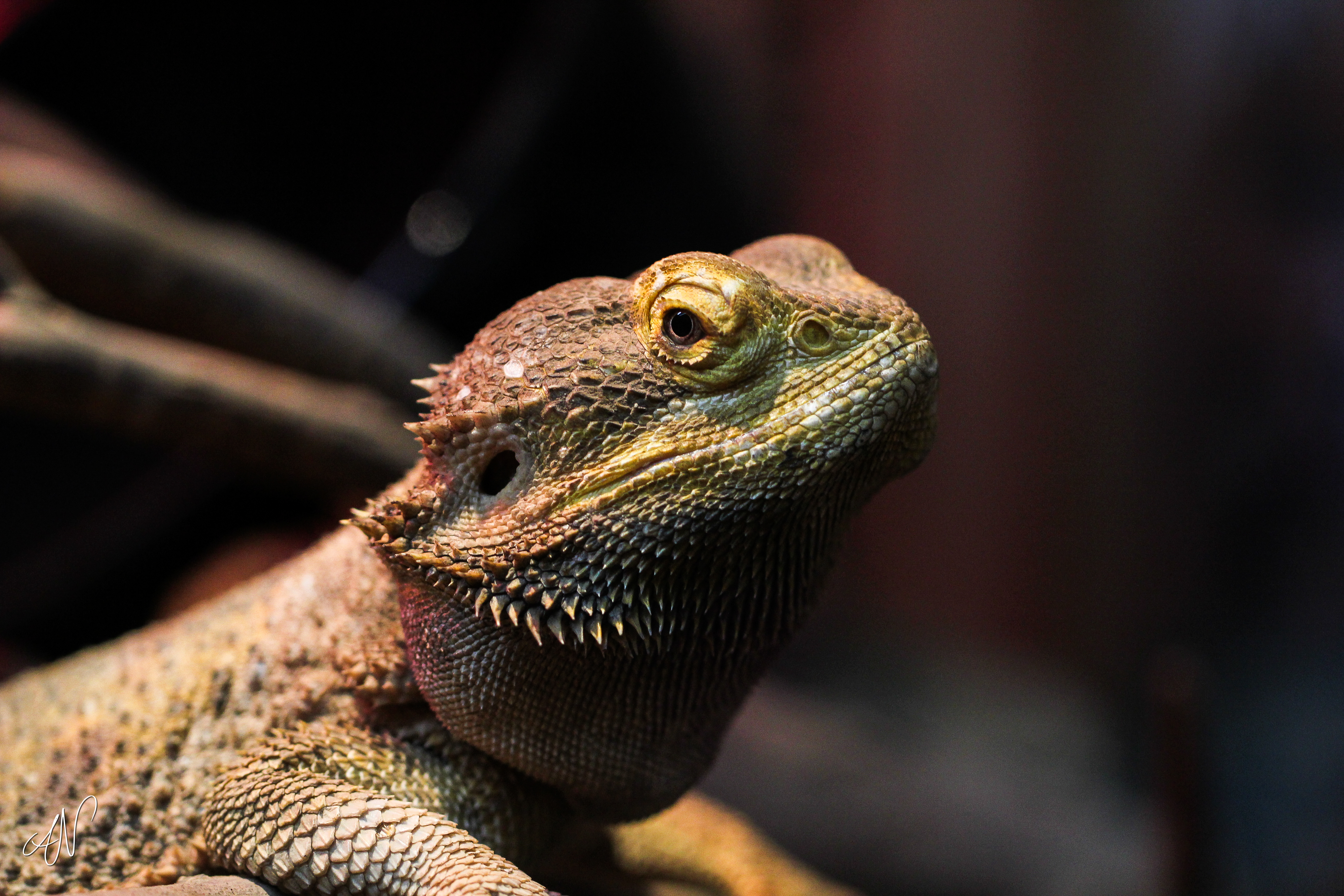 Free download wallpaper Lizard, Chameleon, Animals, Iguana on your PC desktop