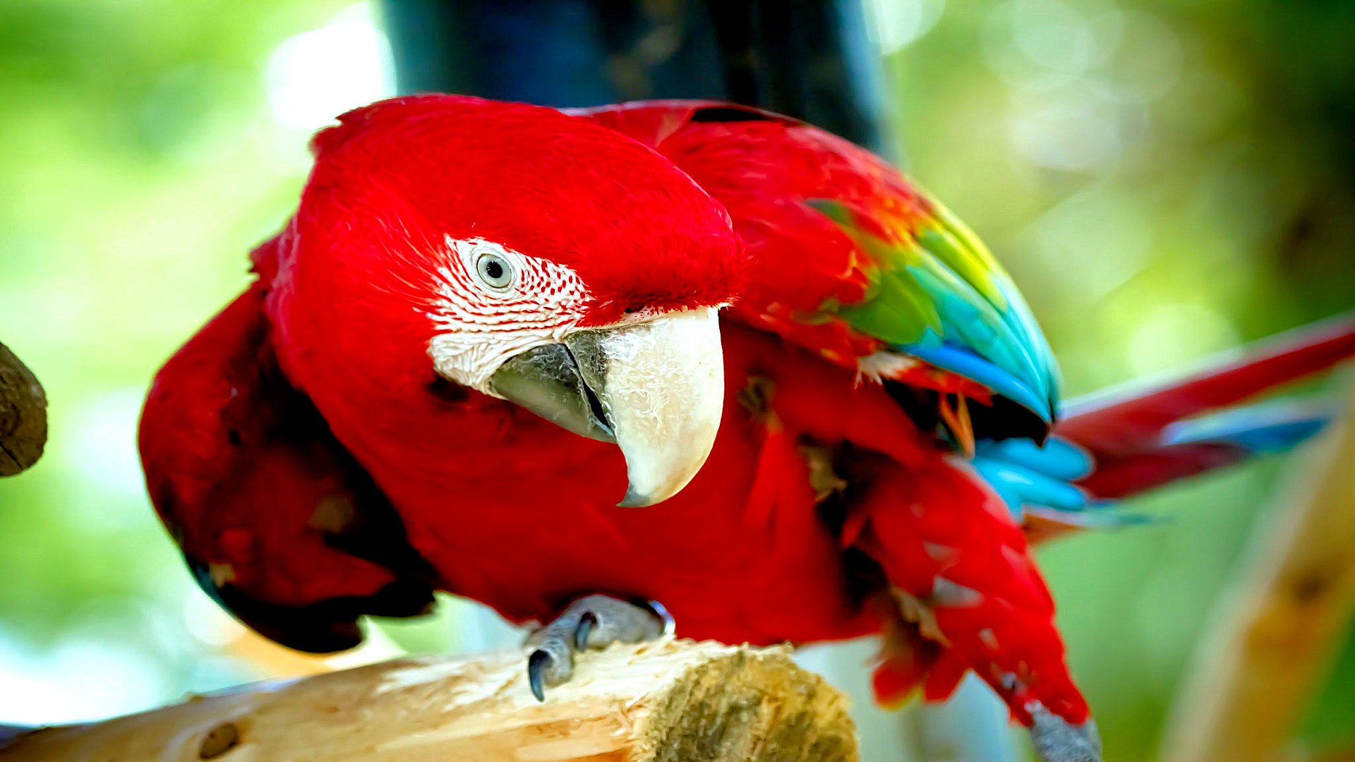 animal, red and green macaw, birds Aesthetic wallpaper