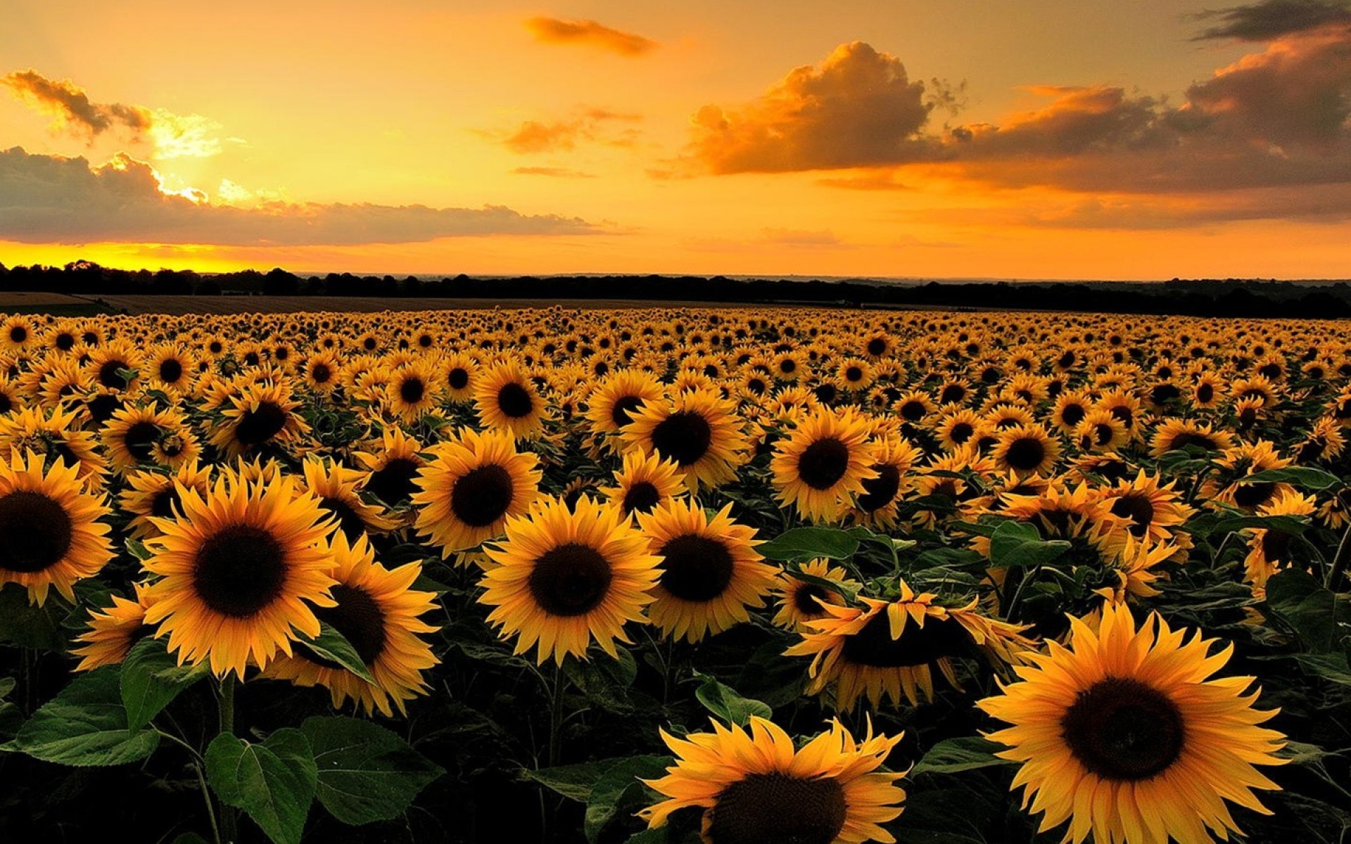 Free download wallpaper Flowers, Sunset, Earth, Field, Sunflower on your PC desktop