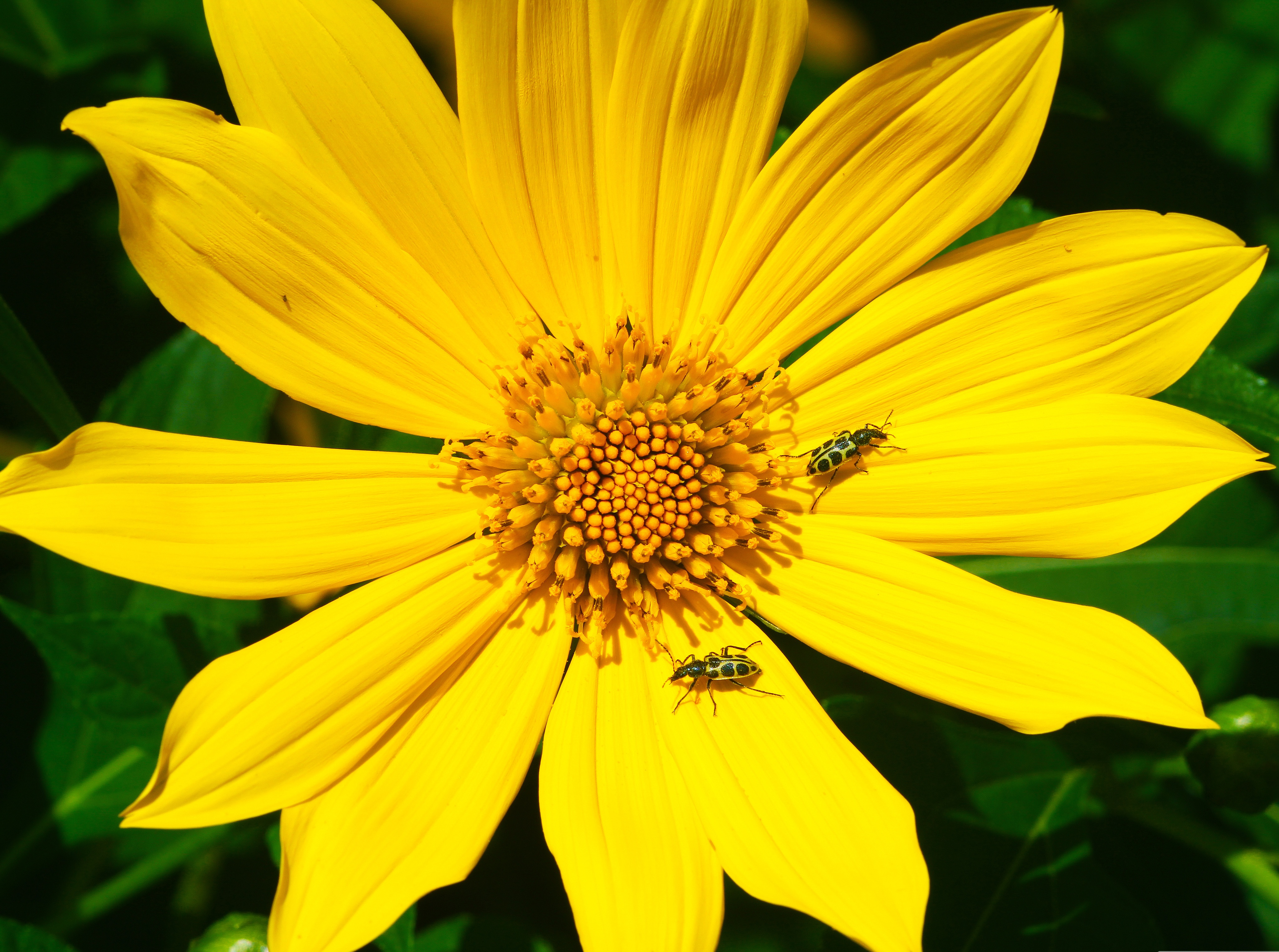 648871 descargar imagen animales, escarabajo, beatle: fondos de pantalla y protectores de pantalla gratis
