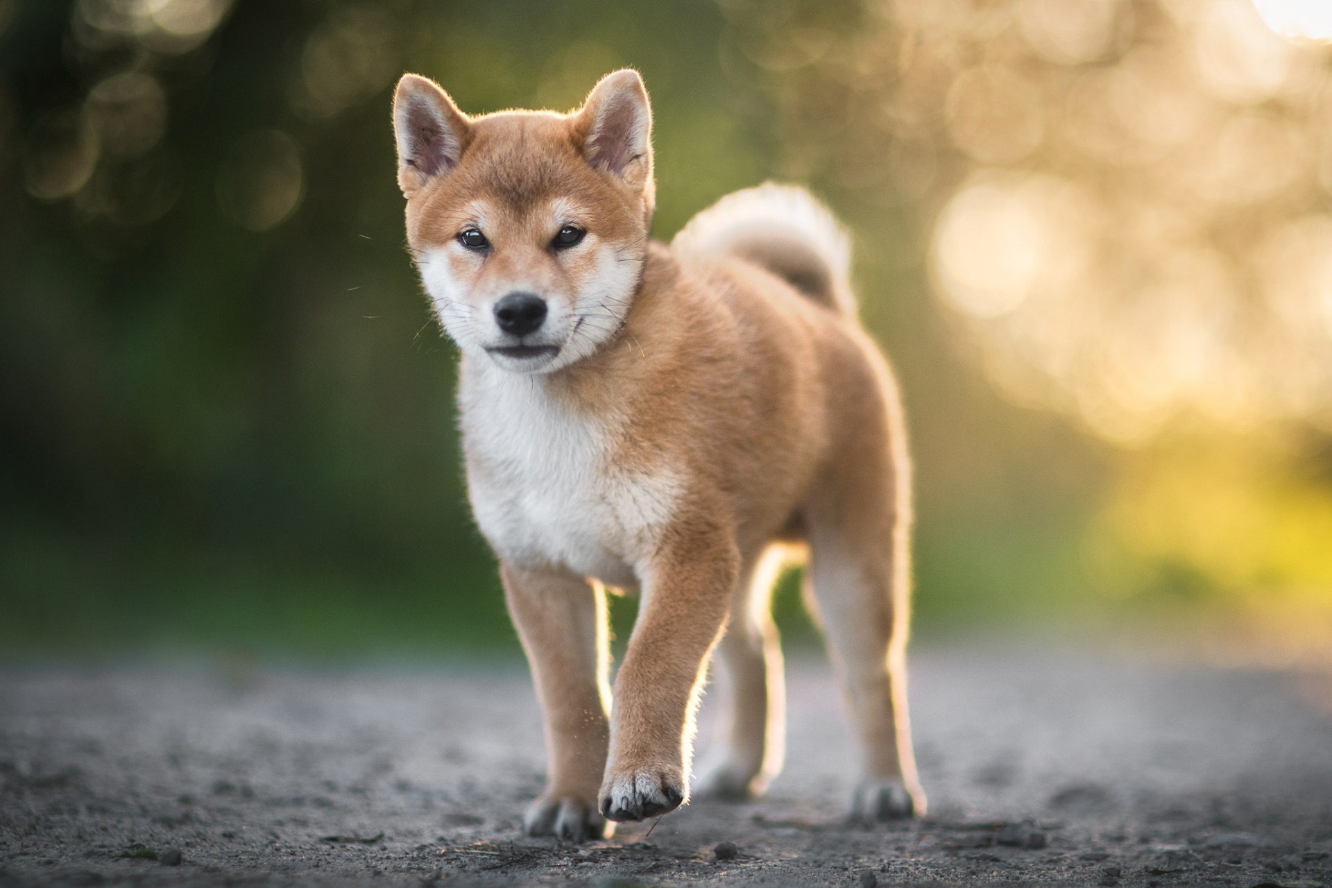 Free download wallpaper Dogs, Dog, Animal, Puppy, Bokeh, Shiba Inu, Baby Animal on your PC desktop