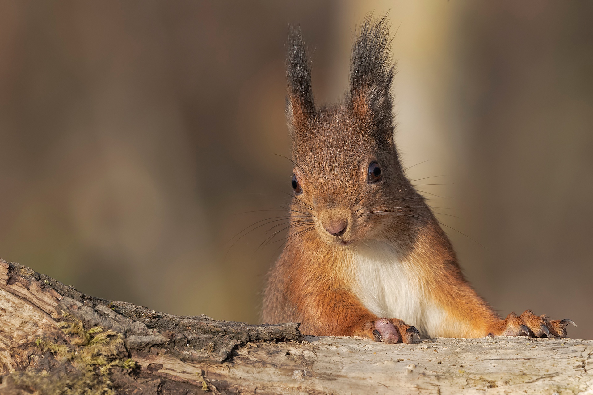 Free download wallpaper Squirrel, Close Up, Animal, Rodent on your PC desktop