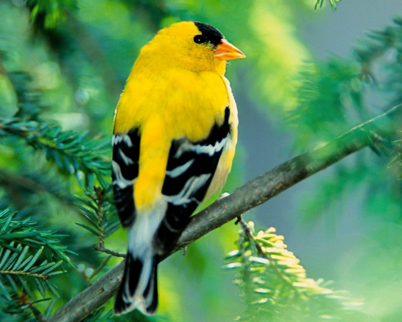 animal, goldfinch, bird