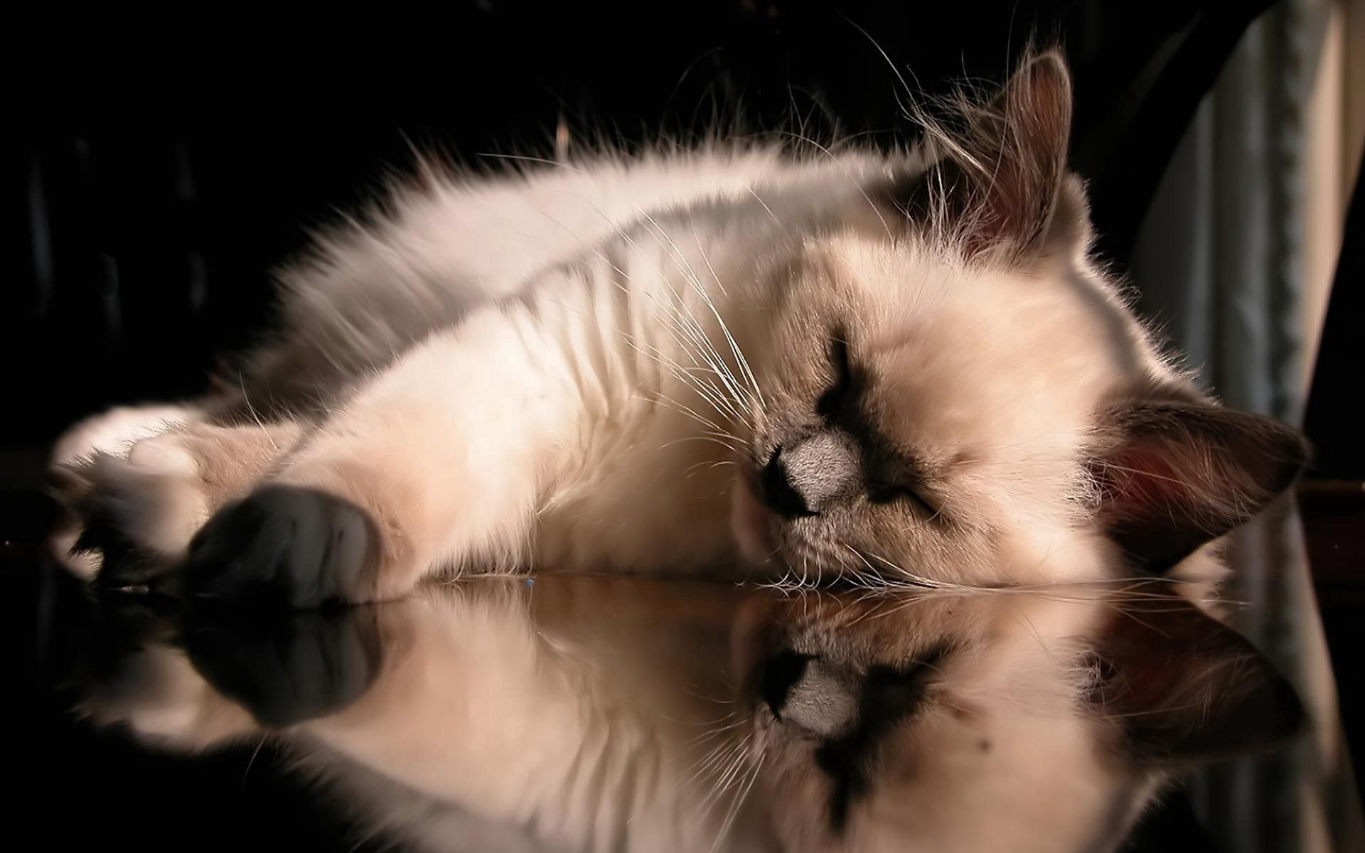 無料モバイル壁紙動物, 嘘, キティ, 横になります, ガラス, グラス, 睡眠, ふわふわ, ふかふかした, 子猫, 夢をダウンロードします。