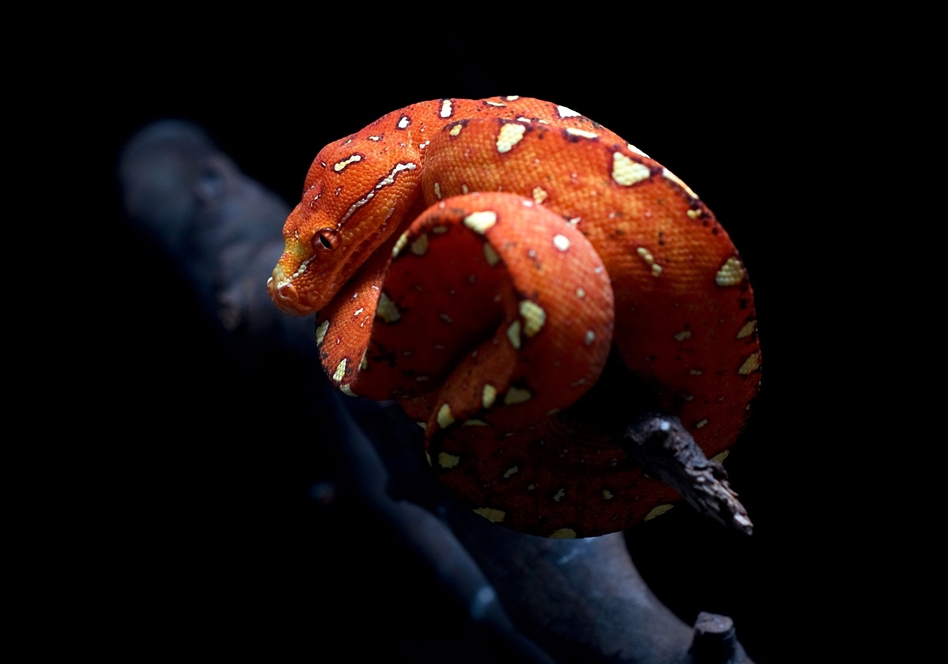 Descarga gratis la imagen Serpiente, Reptiles, Animales en el escritorio de tu PC