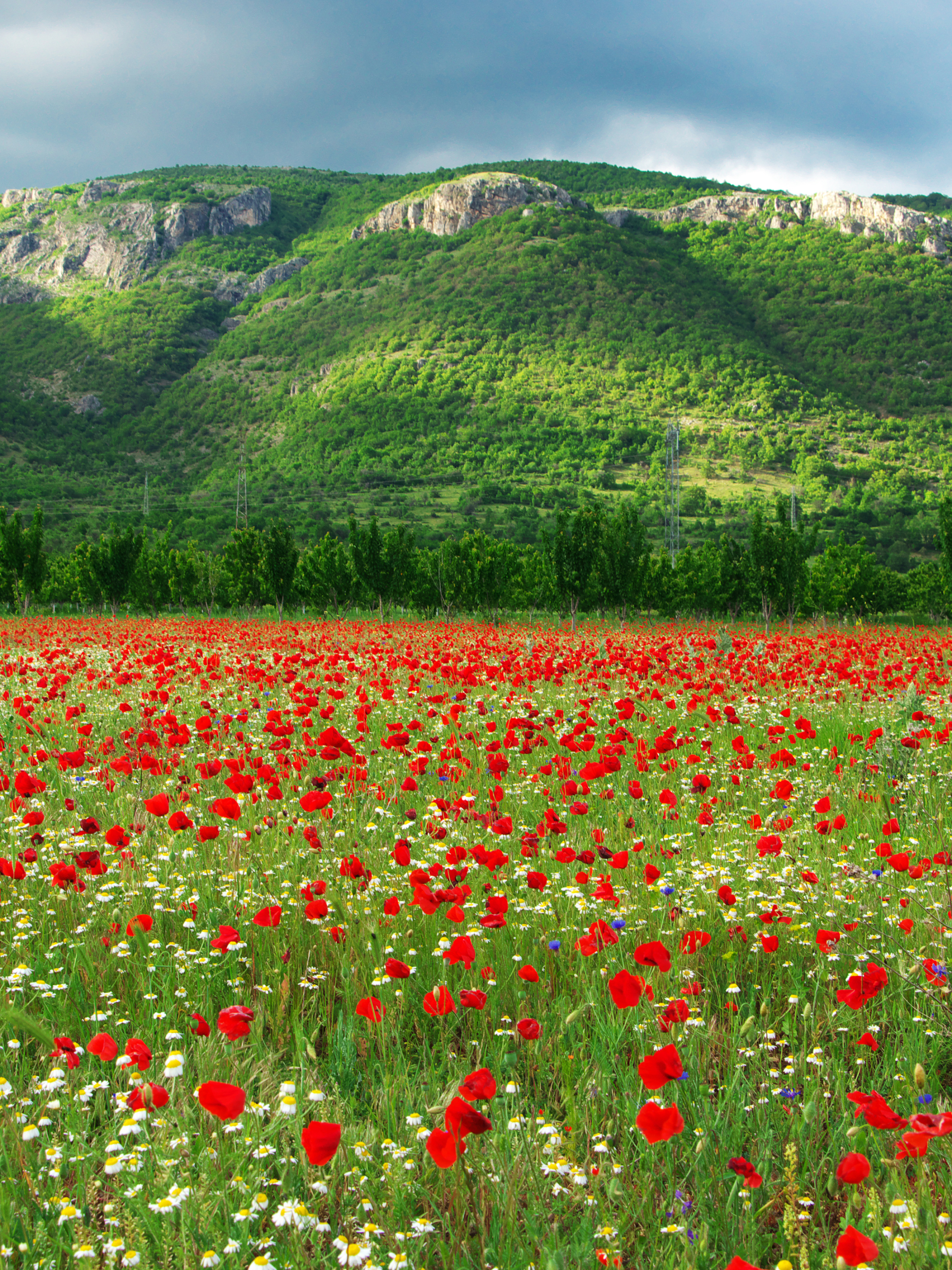 無料モバイル壁紙自然, フラワーズ, ポピー, 夏, 花, 地球, 牧草地, 赤い花をダウンロードします。