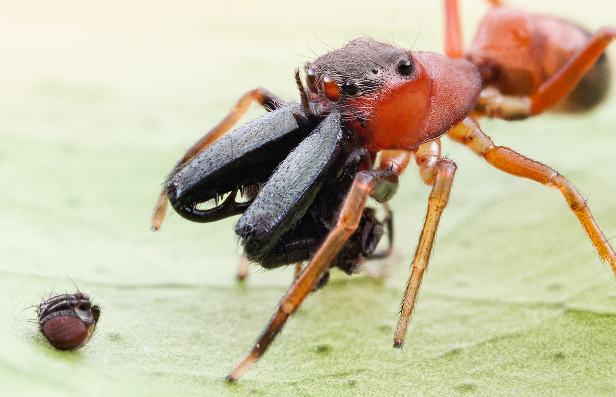 Meilleurs fonds d'écran Ant Mimic Jumping Spider pour l'écran du téléphone