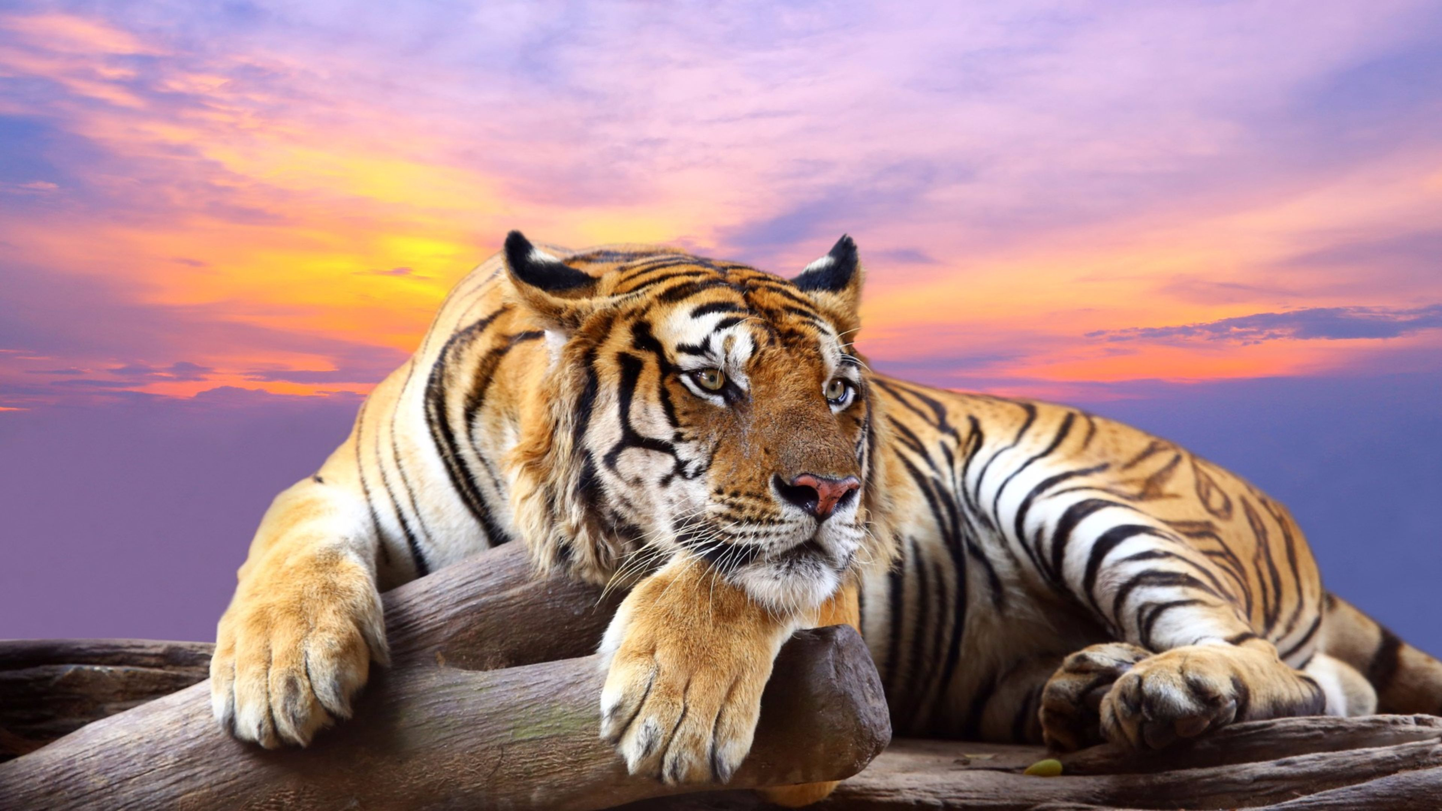 tiger, animal, resting, sunset, cats