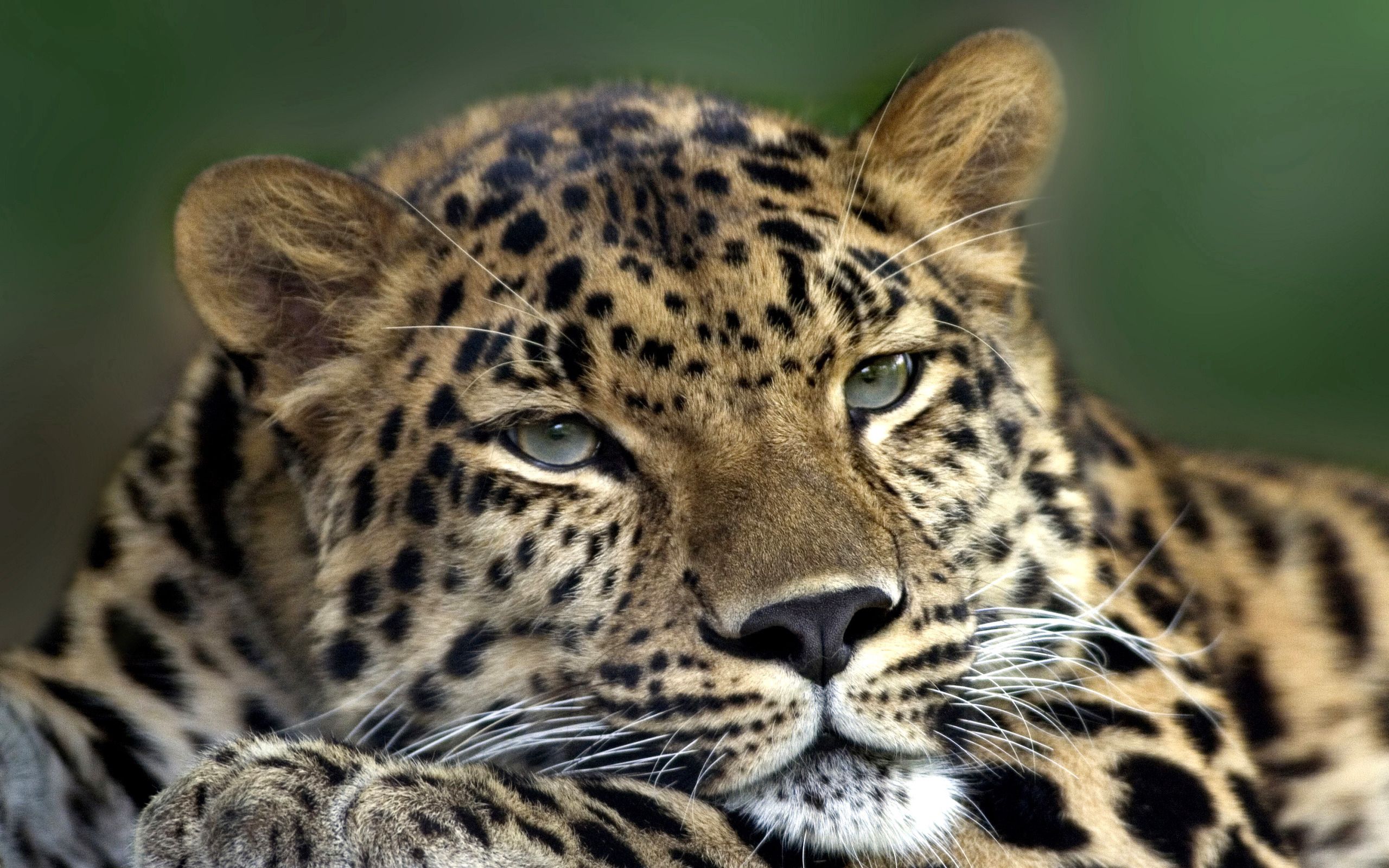 139540 Bild herunterladen tiere, leopard, sich hinlegen, liegen, schnauze, raubtier, predator, traurigkeit, sicht, meinung, trauer - Hintergrundbilder und Bildschirmschoner kostenlos