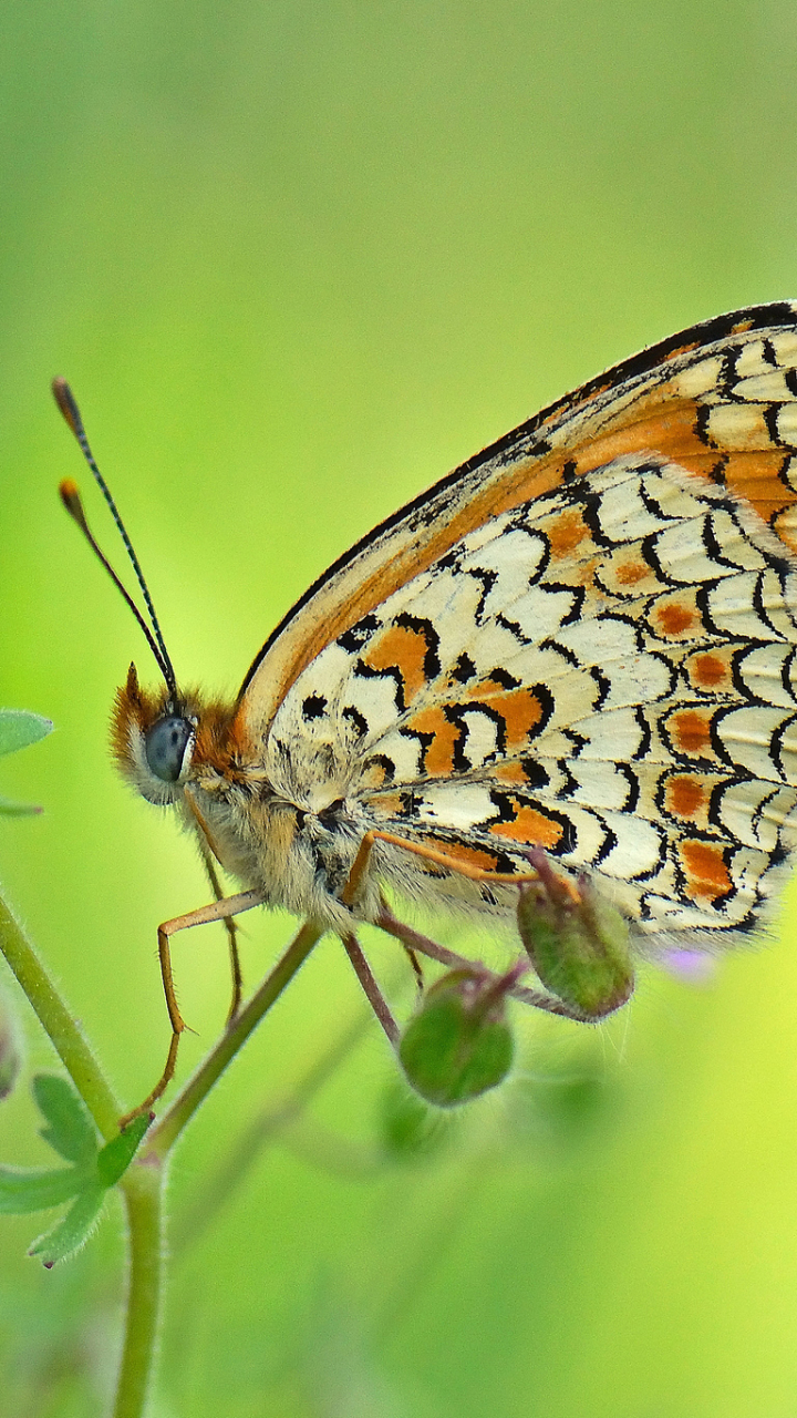 Download mobile wallpaper Butterfly, Animal for free.