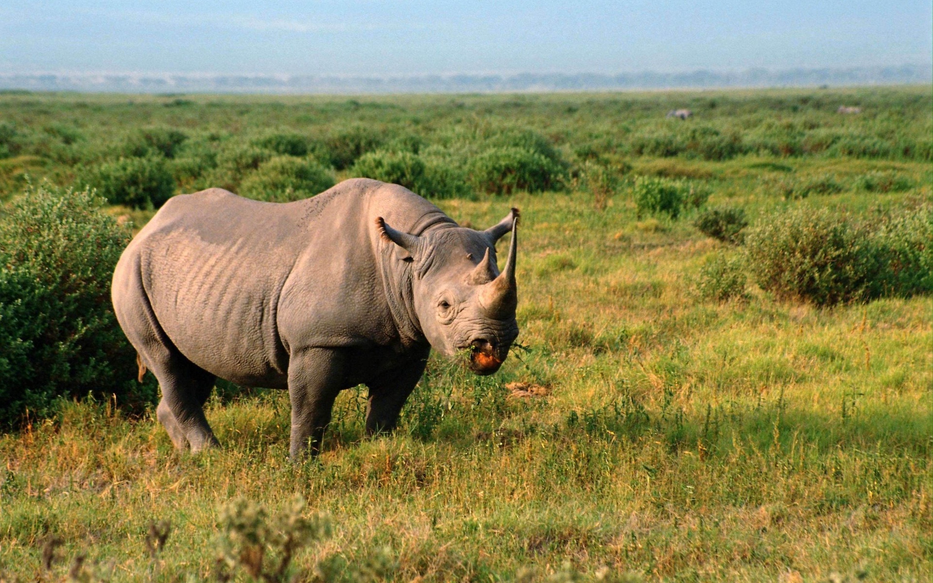 Baixar papel de parede para celular de Rinoceronte, Animais gratuito.