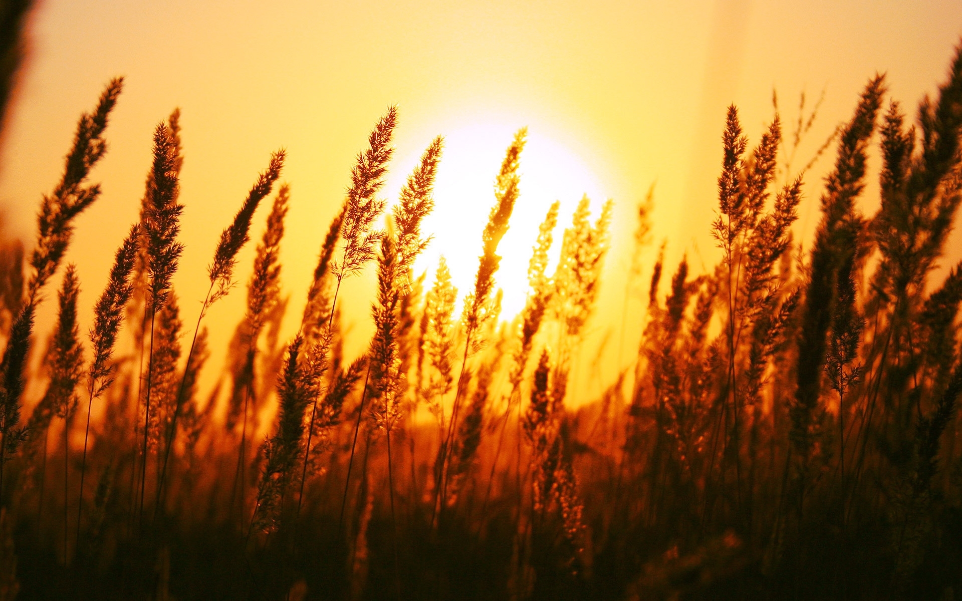 Laden Sie das Sunset, Weizen, Landschaft-Bild kostenlos auf Ihren PC-Desktop herunter