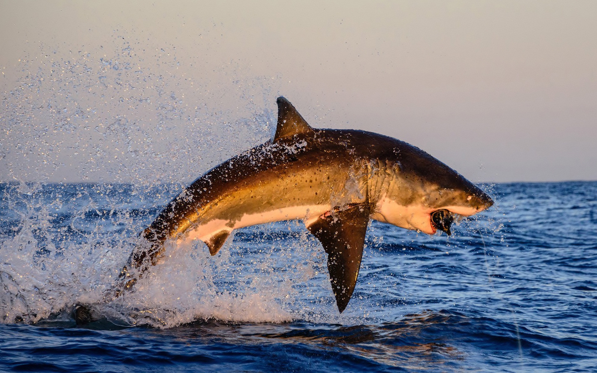 320605 descargar imagen animales, tiburón, tiburones: fondos de pantalla y protectores de pantalla gratis