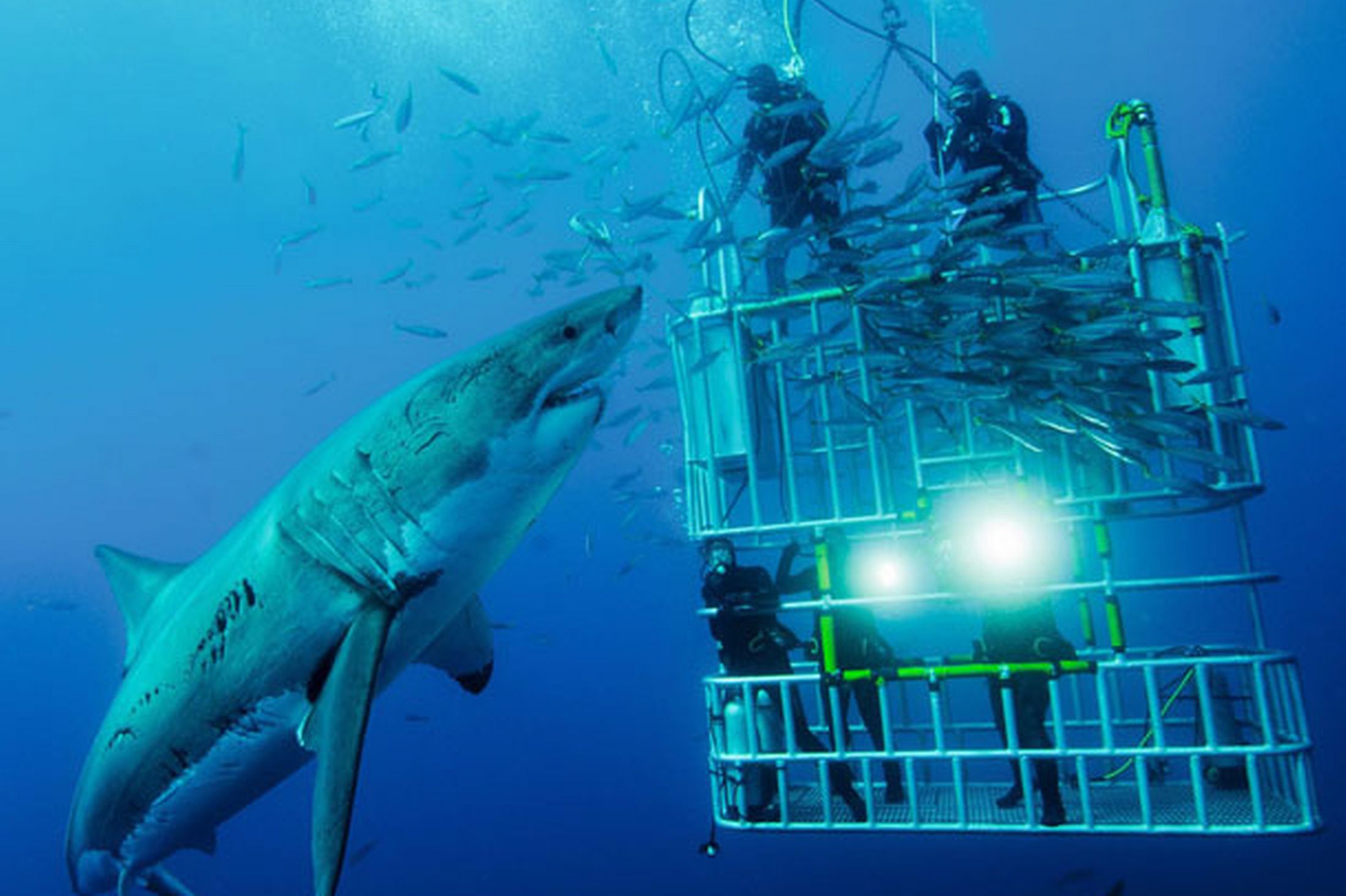 340103 скачать картинку животные, большая белая акула, акулы - обои и заставки бесплатно