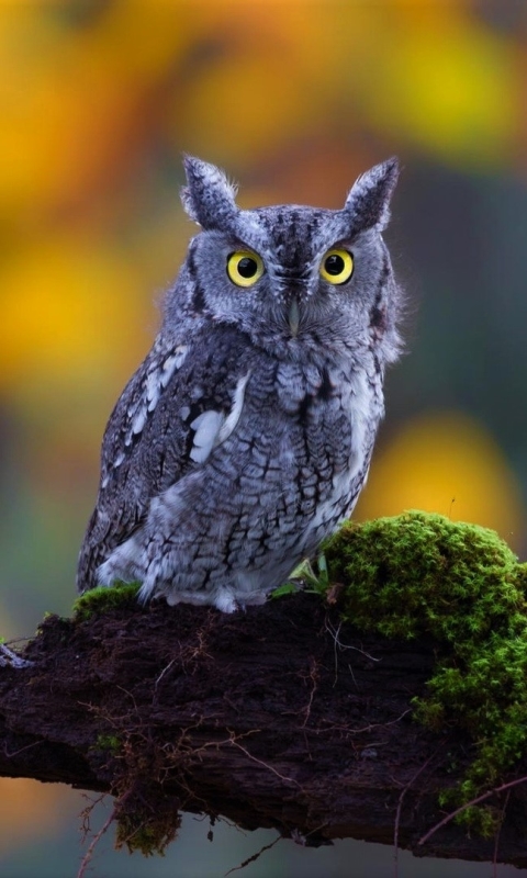 Cool Backgrounds  Owl