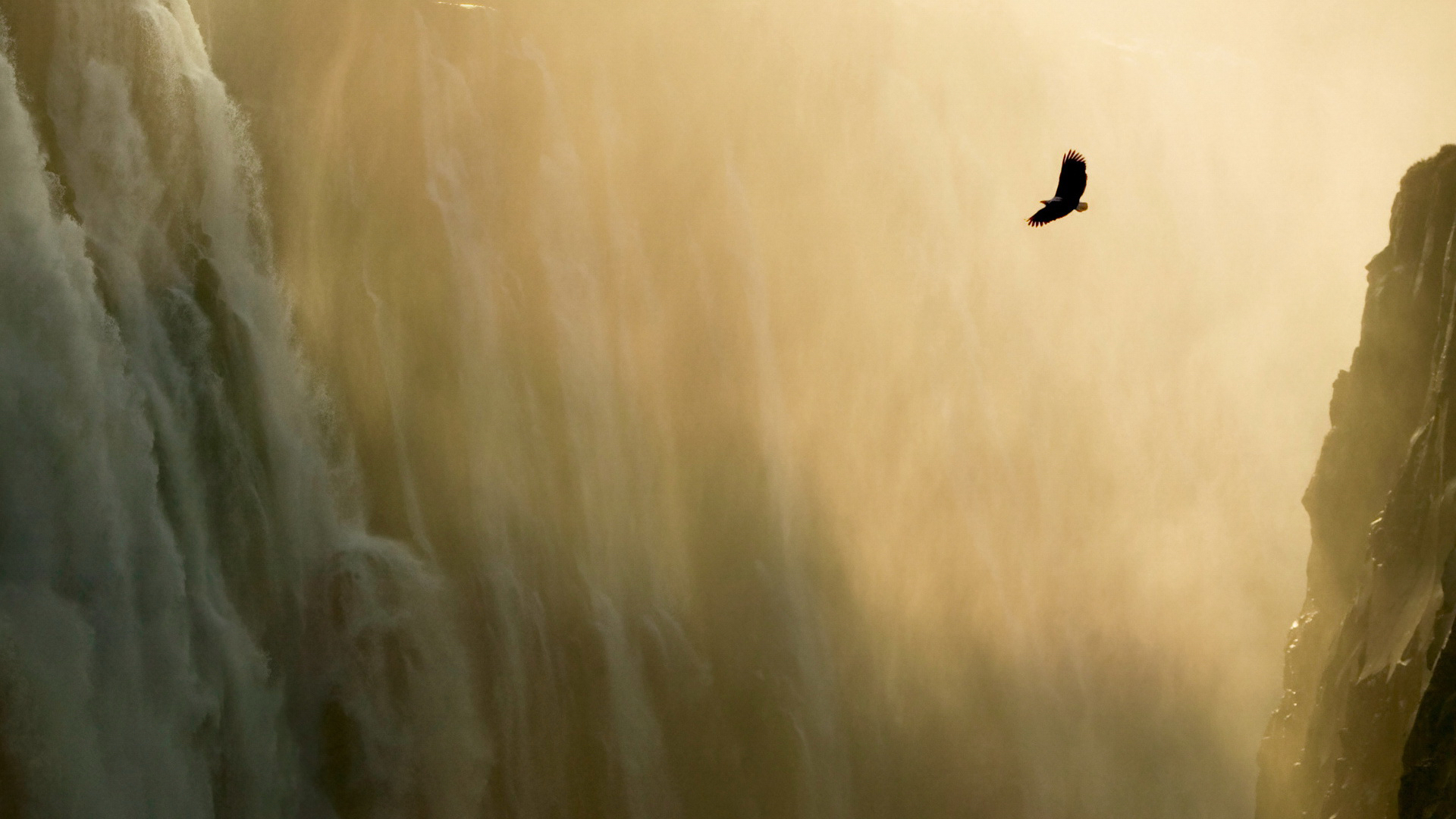 Laden Sie das Tiere, Vögel, Vogel-Bild kostenlos auf Ihren PC-Desktop herunter