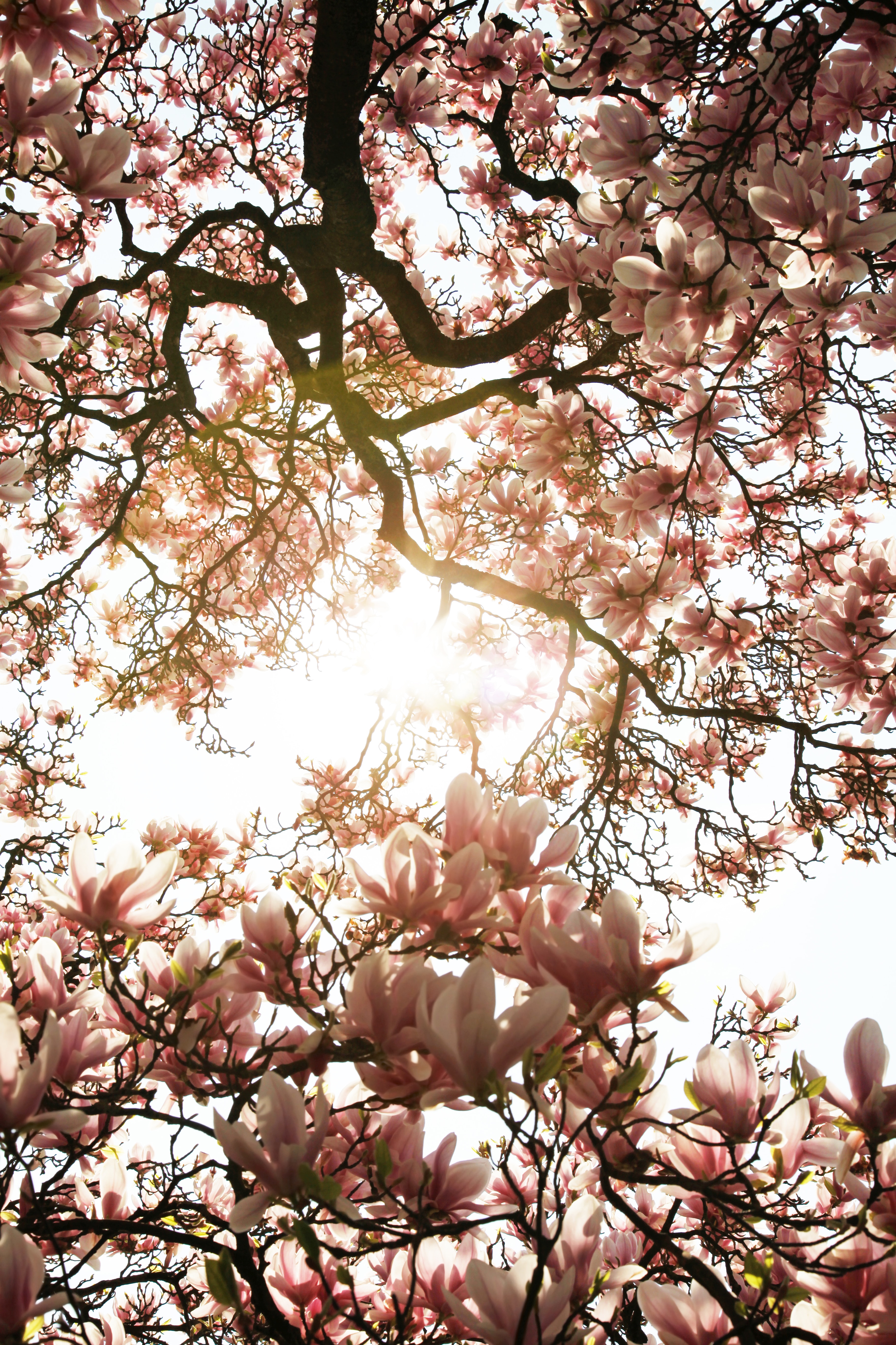 Free download wallpaper Wood, Tree, Sunlight, Magnolia, Flowers, Pink on your PC desktop