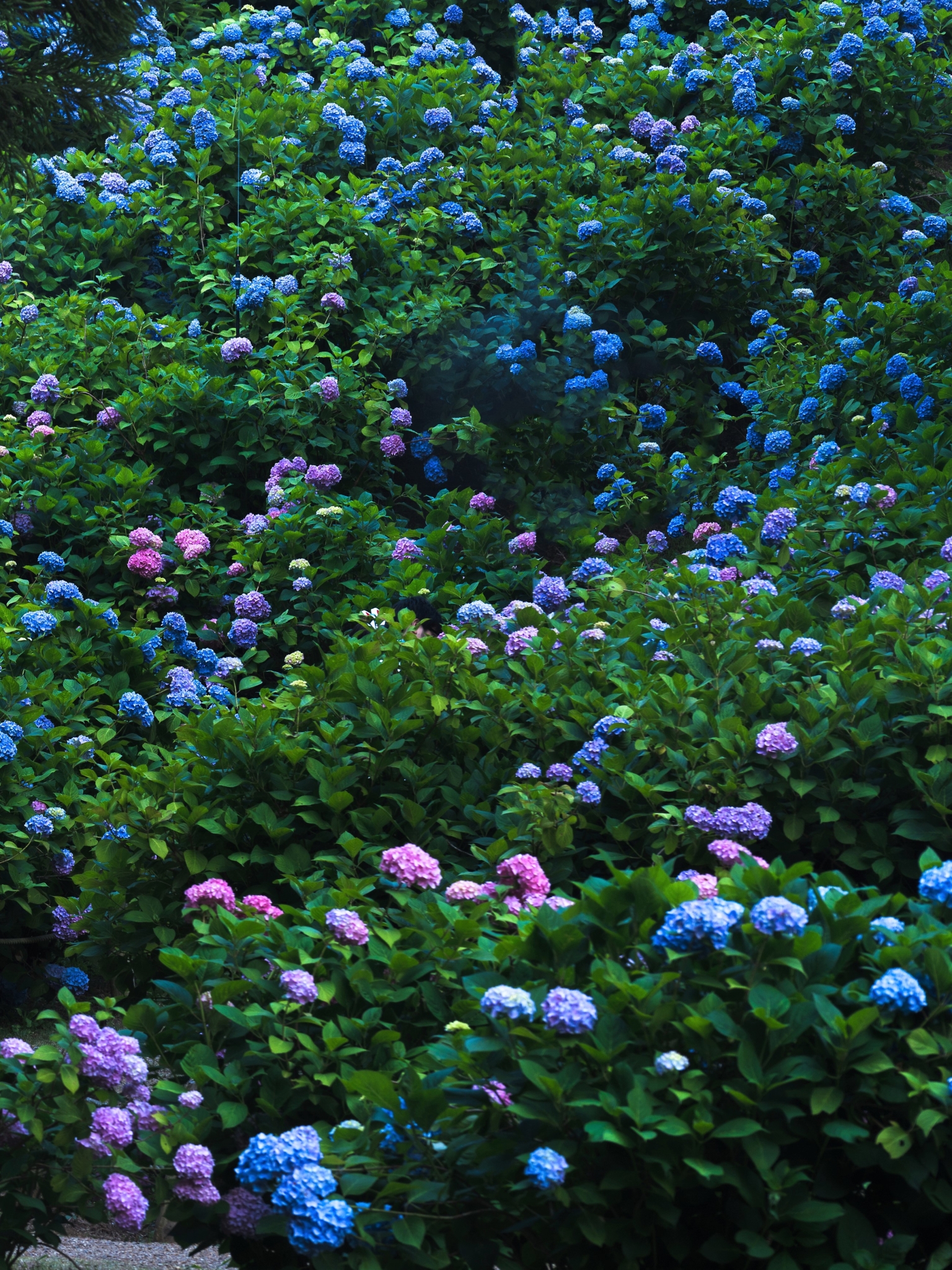 Download mobile wallpaper Flower, Park, Leaf, Garden, Hydrangea, Photography, Pink Flower, Blue Flower for free.