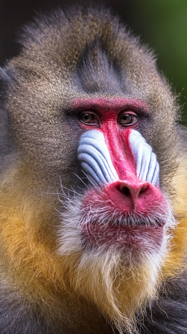 Download mobile wallpaper Monkeys, Monkey, Animal, Primate, Mandrill for free.