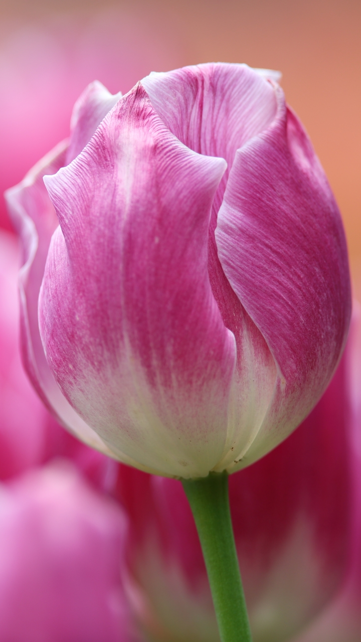 Download mobile wallpaper Flowers, Flower, Macro, Earth, Tulip, Pink Flower for free.